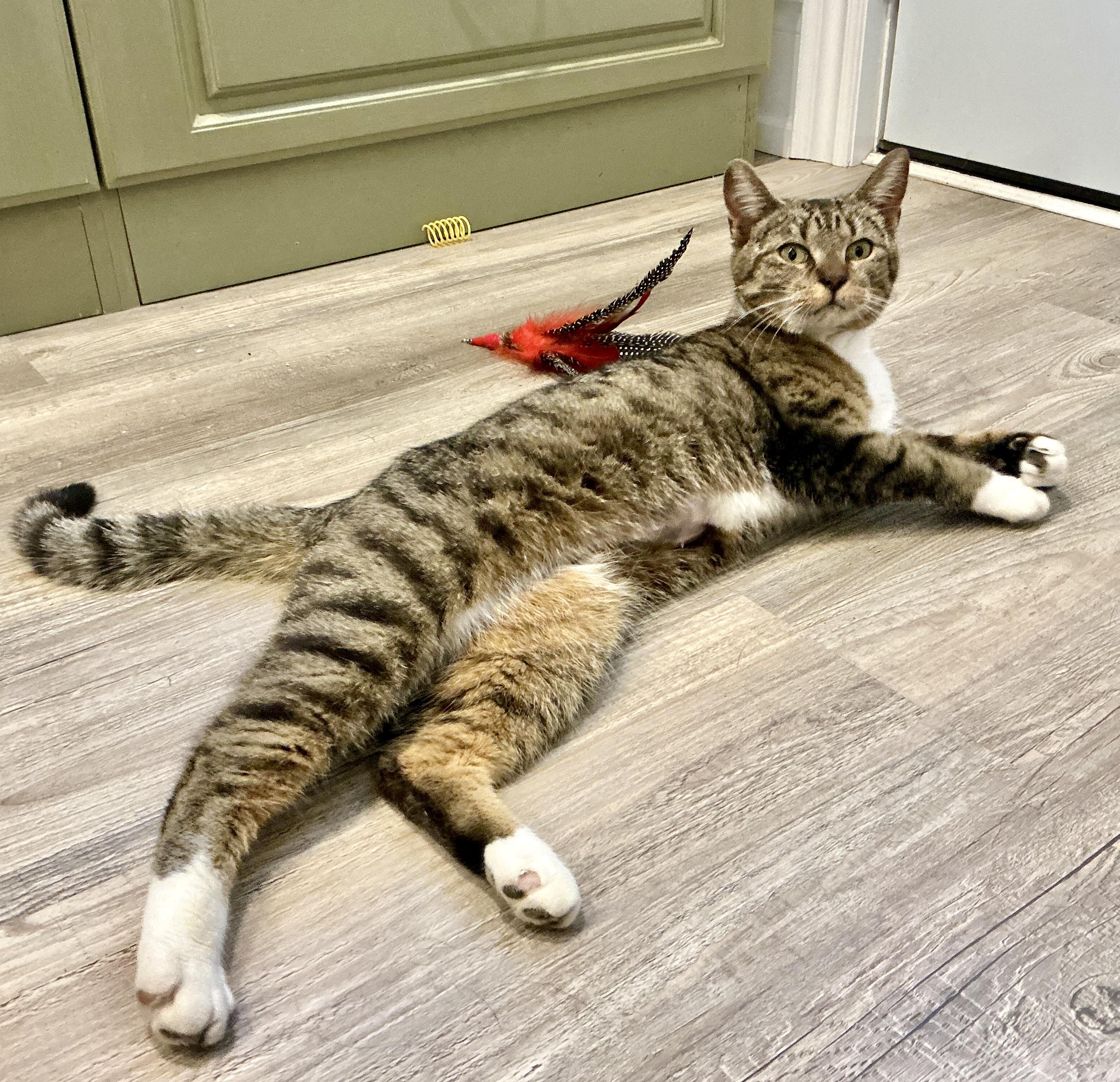 Enlarge Daisy May, an adopted mixed breed in Toronto, ON image 4/6
