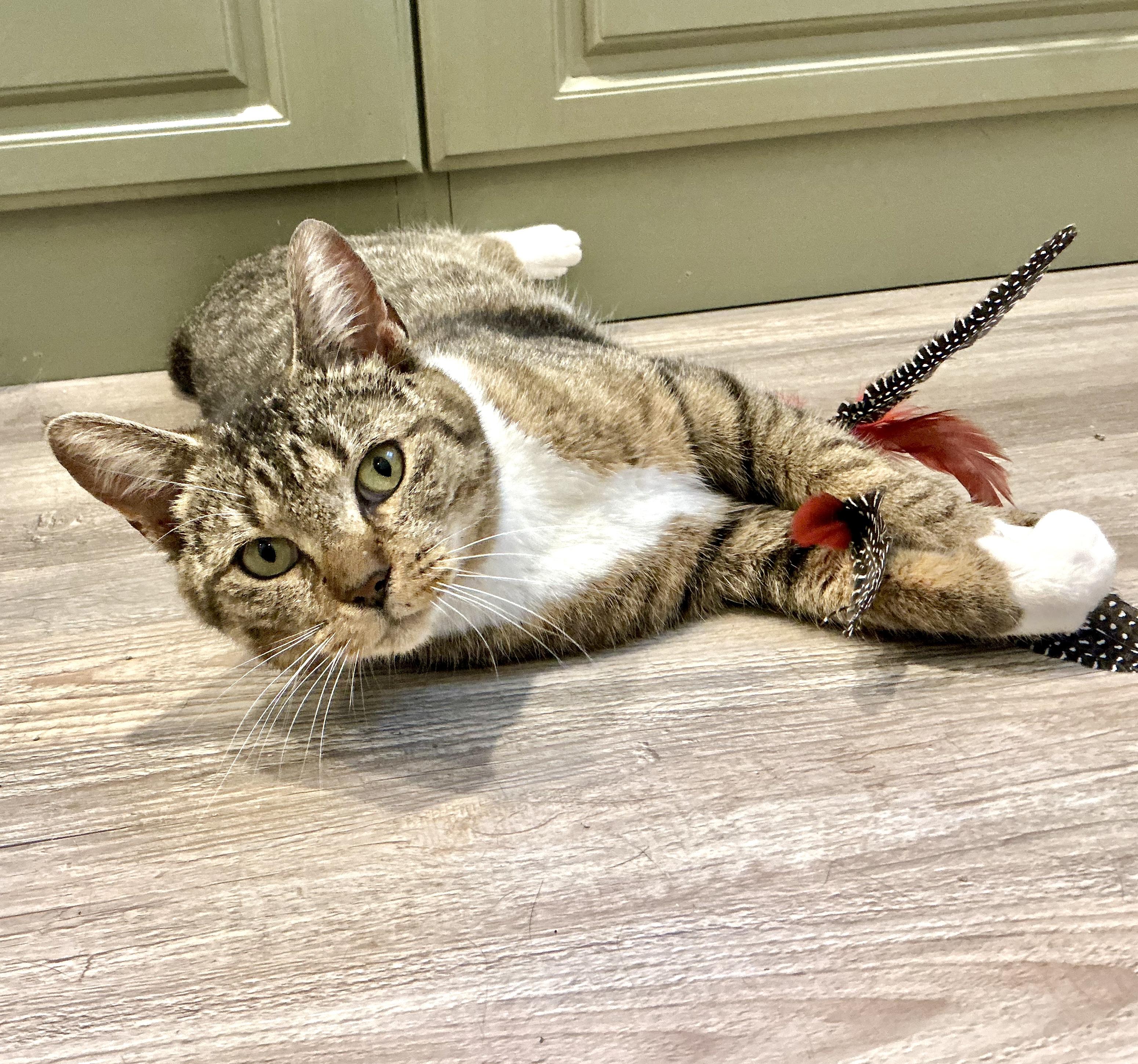 Daisy May, adopted, Young Female Tabby & Domestic Short Hair.