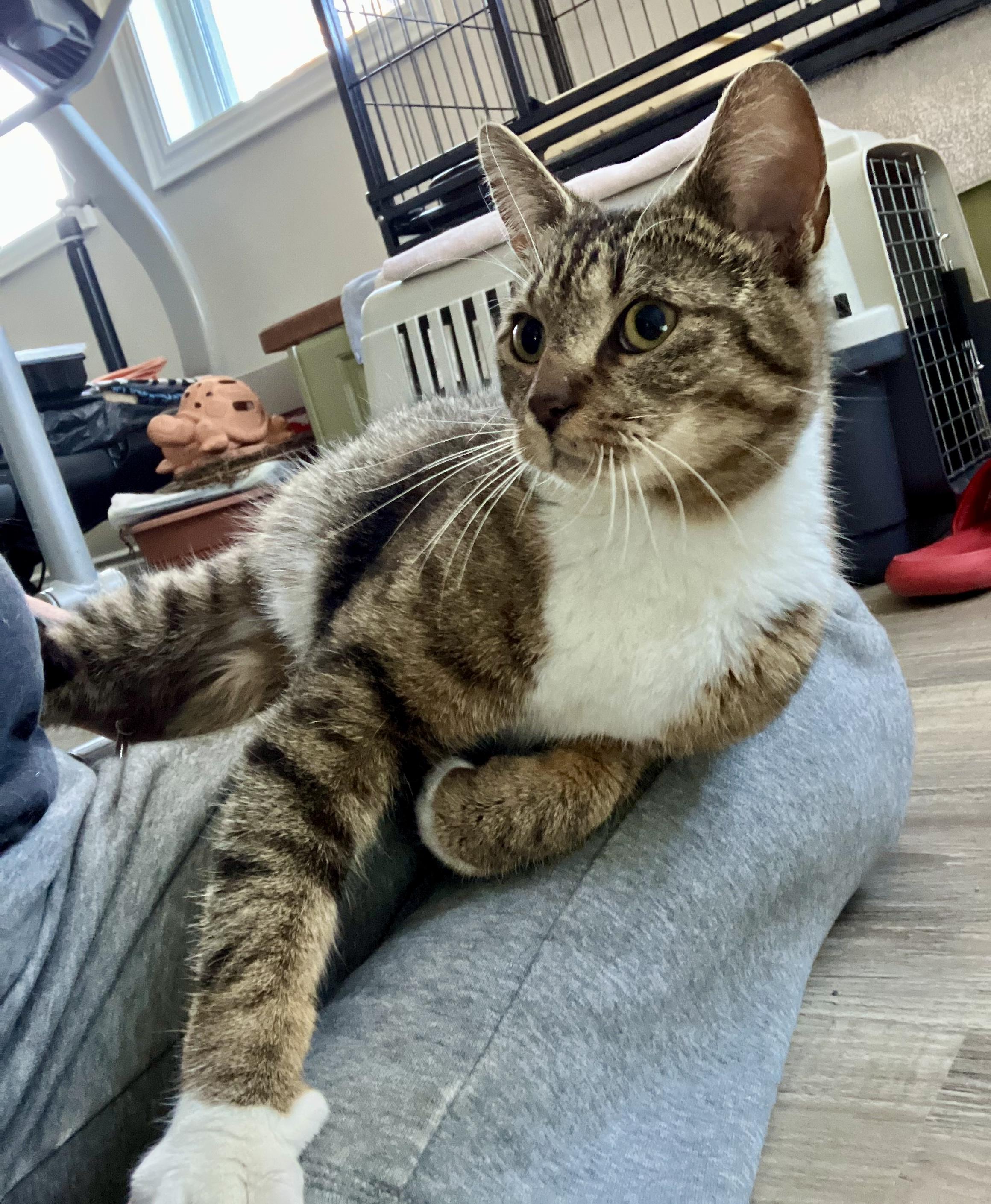 Enlarge Daisy May, an adopted mixed breed in Toronto, ON image 5/6