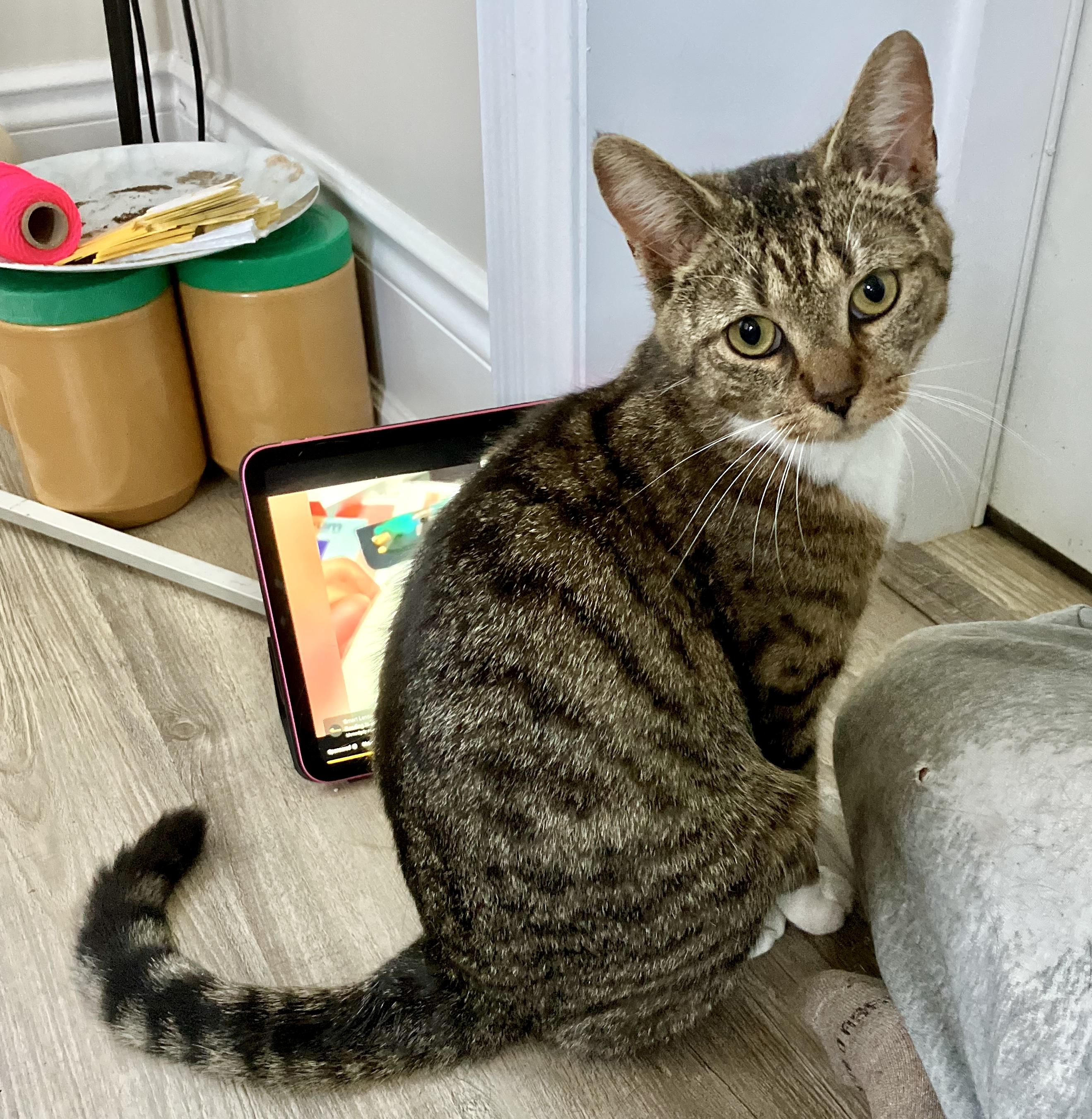 Enlarge Daisy May, an adopted mixed breed in Toronto, ON image 3/6