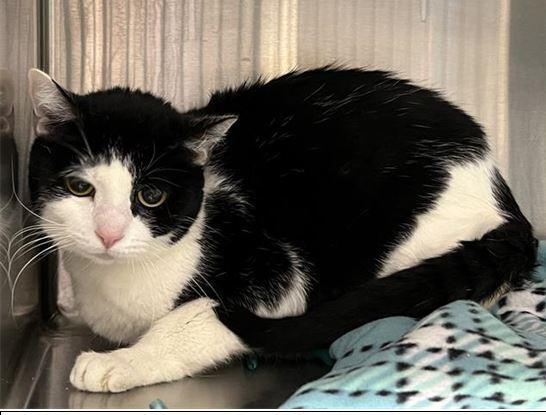 Jetson, Adoptable, Adult Female Domestic Short Hair.