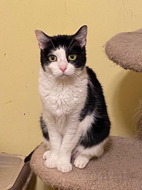 Enlarge Jetson, a Adoptable Domestic Short Hair in Escondido, CA image 2/2