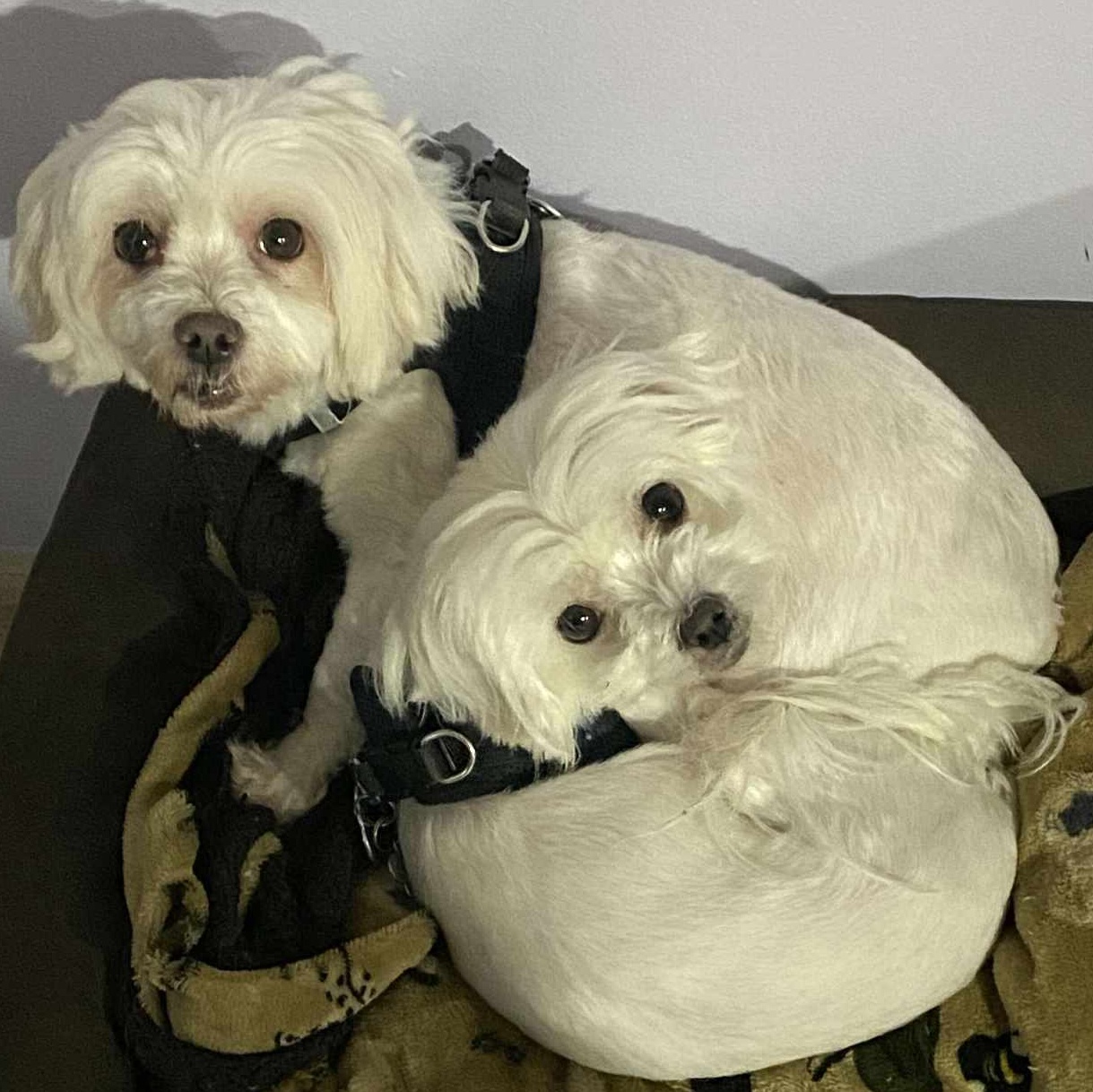 Dog for adoption Cotton and Minnie, a Coton de Tulear in Ozone Park