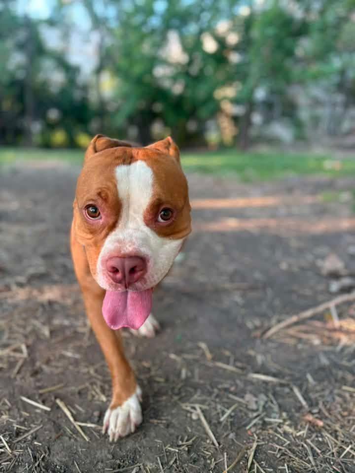 Enlarge Beets, a ADOPTABLE Pit Bull Terrier in Chicago, IL image 2/5