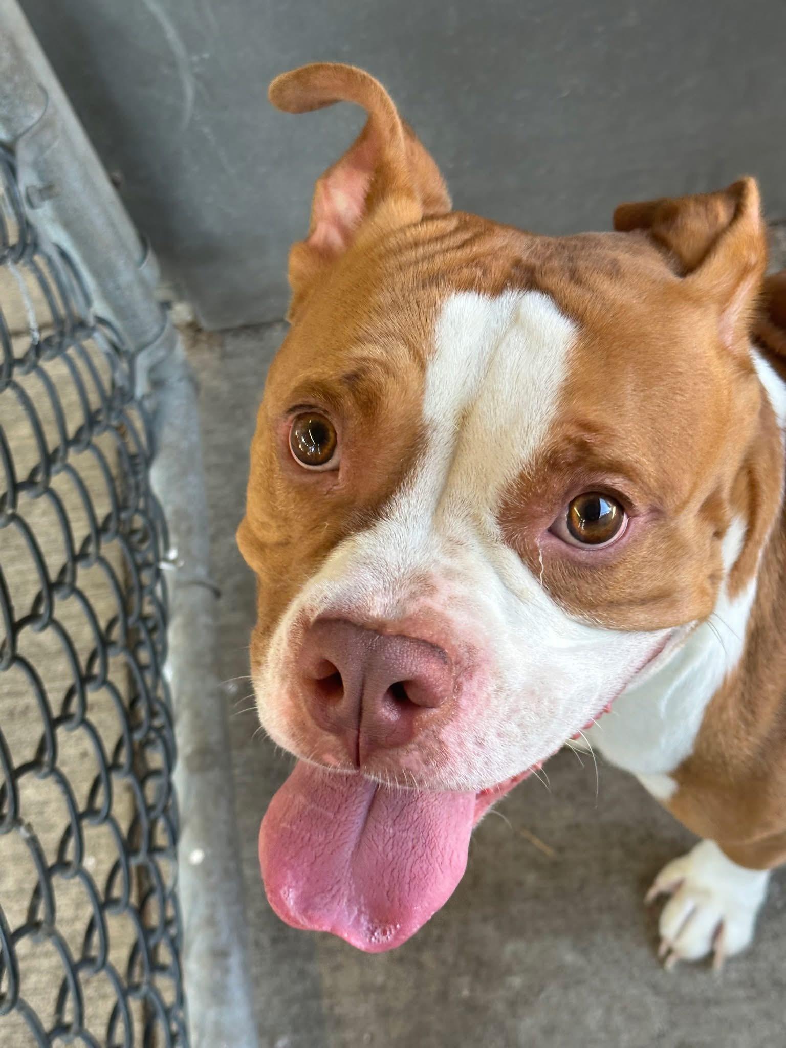 Enlarge Beets, a ADOPTABLE Pit Bull Terrier in Chicago, IL image 1/5