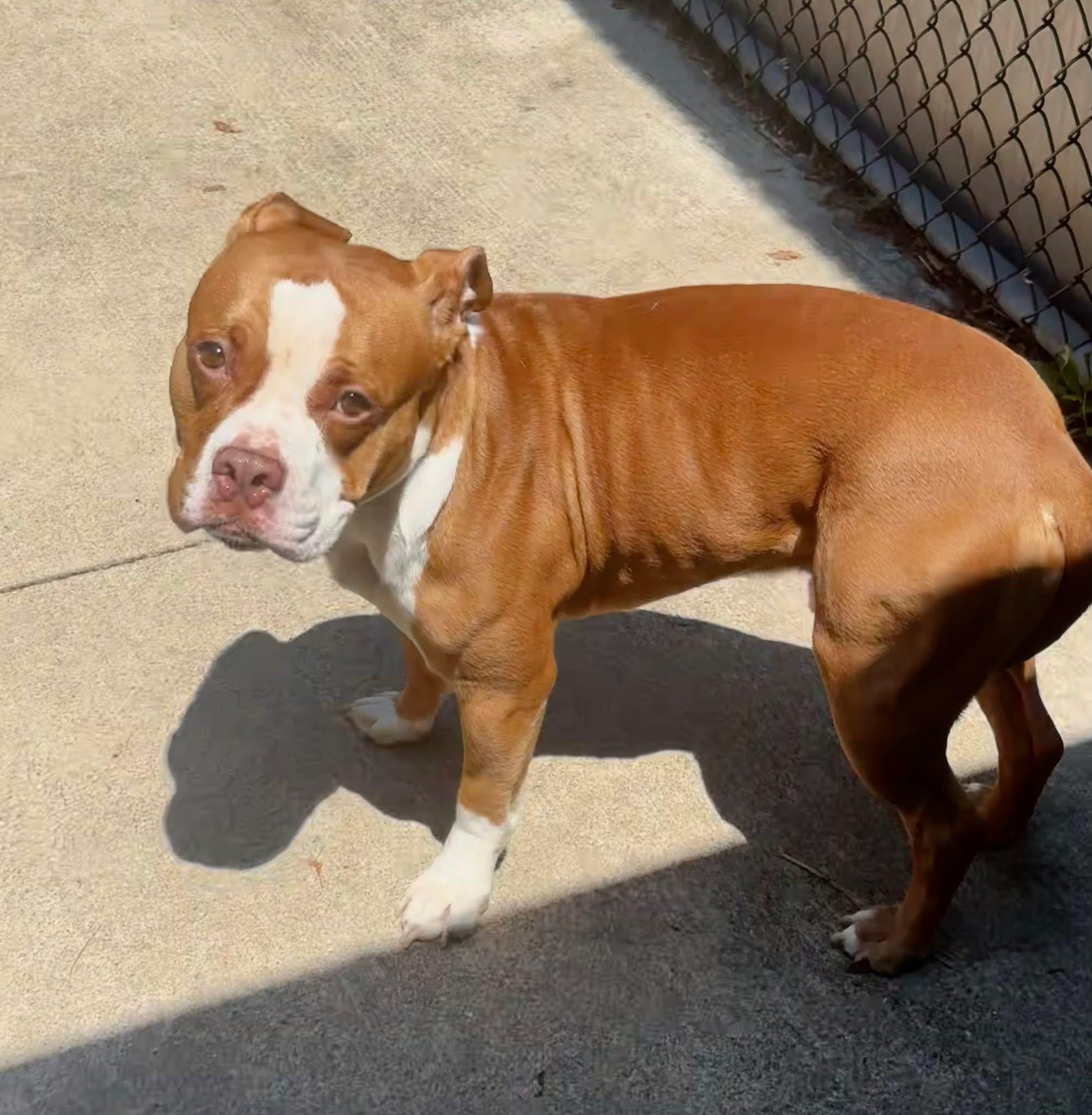 Enlarge Beets, a ADOPTABLE Pit Bull Terrier in Chicago, IL image 3/5