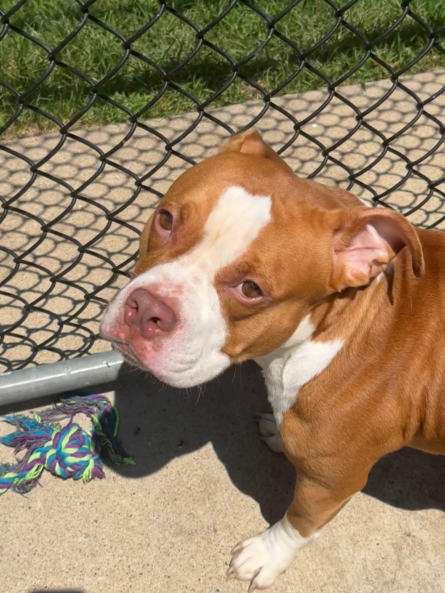 Enlarge Beets, a ADOPTABLE Pit Bull Terrier in Chicago, IL image 4/5