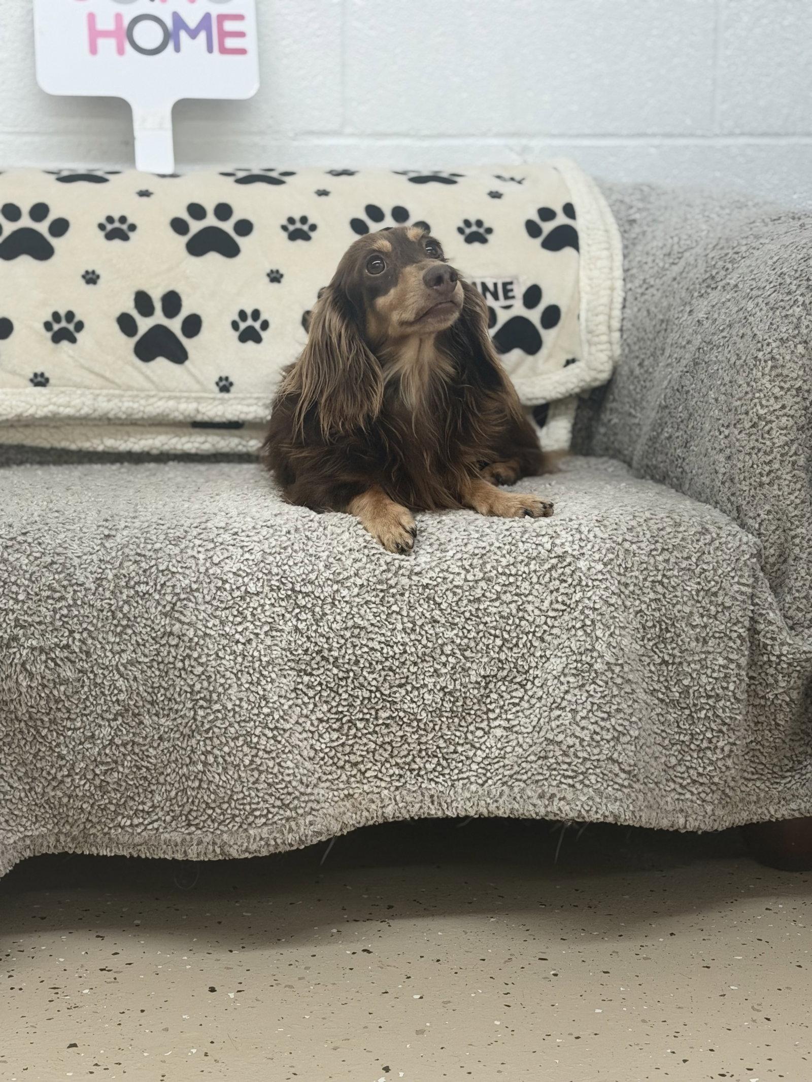 Enlarge Buddy, a Adopted Dachshund in York, SC image 1/2