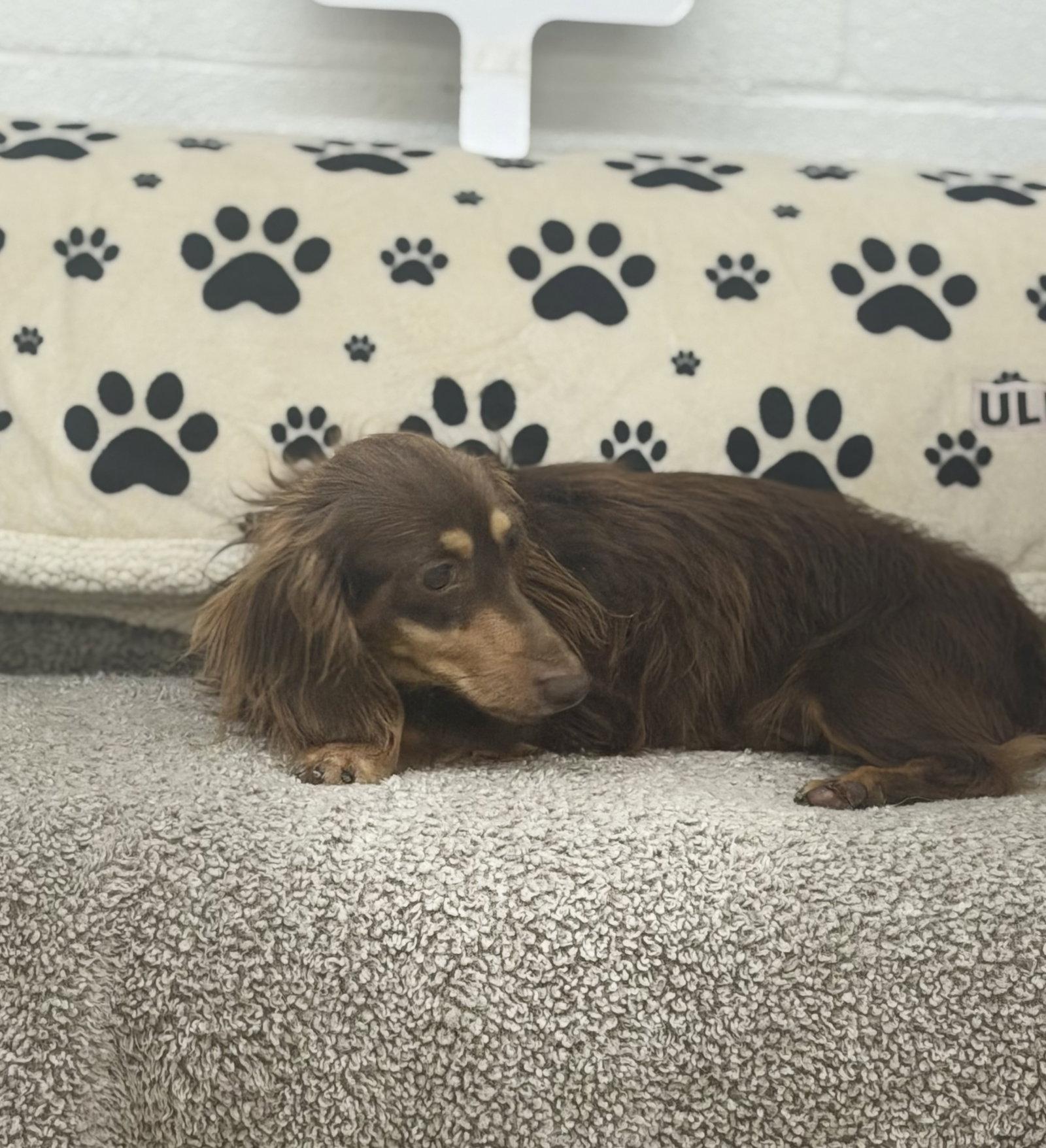 Enlarge Buddy, a Adopted Dachshund in York, SC image 2/2