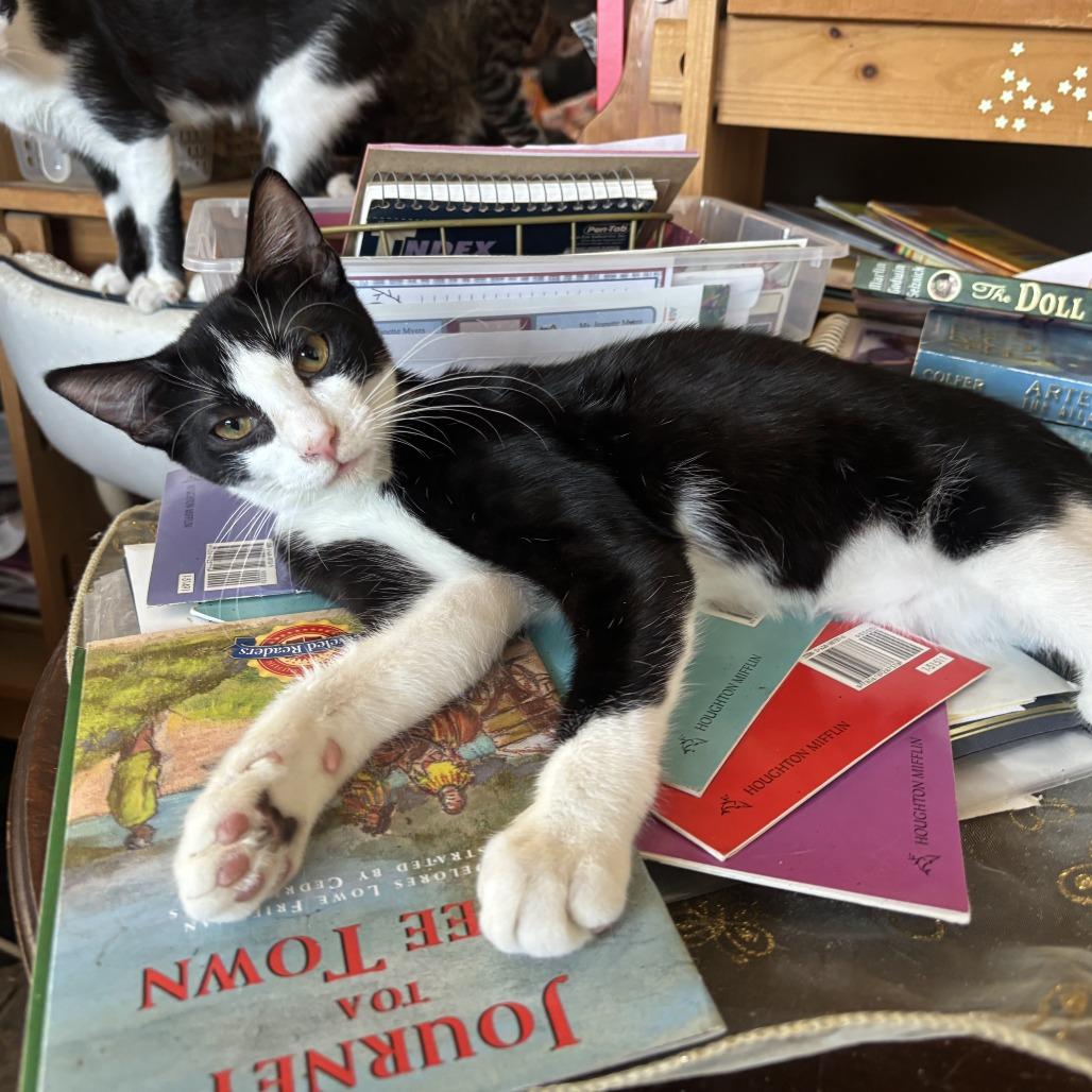 Jasper, Adoptable, Young Male Domestic Short Hair.