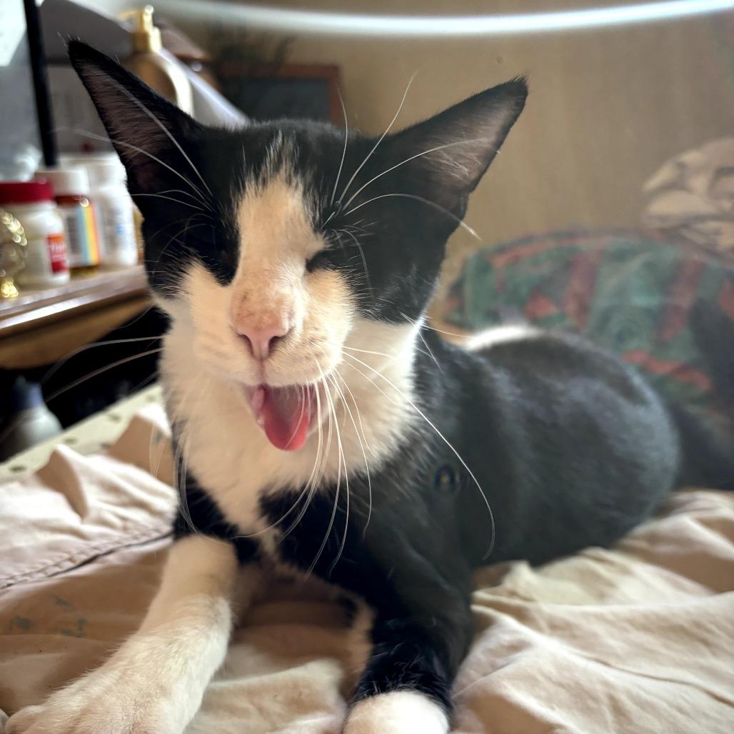 Enlarge Jasper, a Adoptable Domestic Short Hair in Long Beach, CA image 2/6