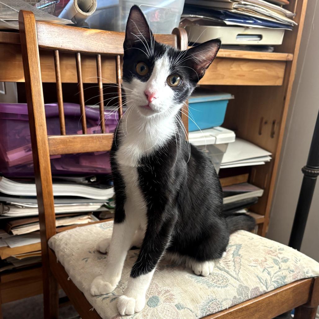 Enlarge Jasper, a Adoptable Domestic Short Hair in Long Beach, CA image 3/6