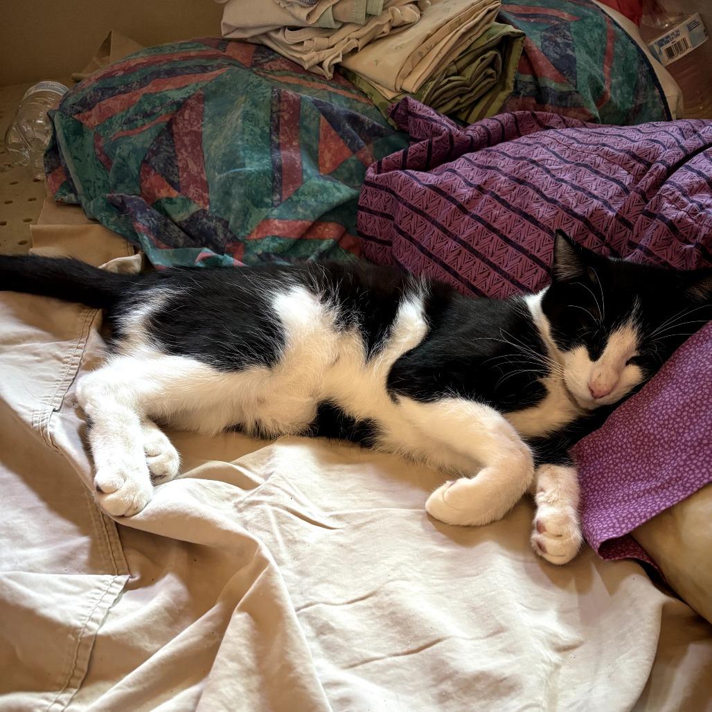 Enlarge Jasper, a Adoptable Domestic Short Hair in Long Beach, CA image 4/6