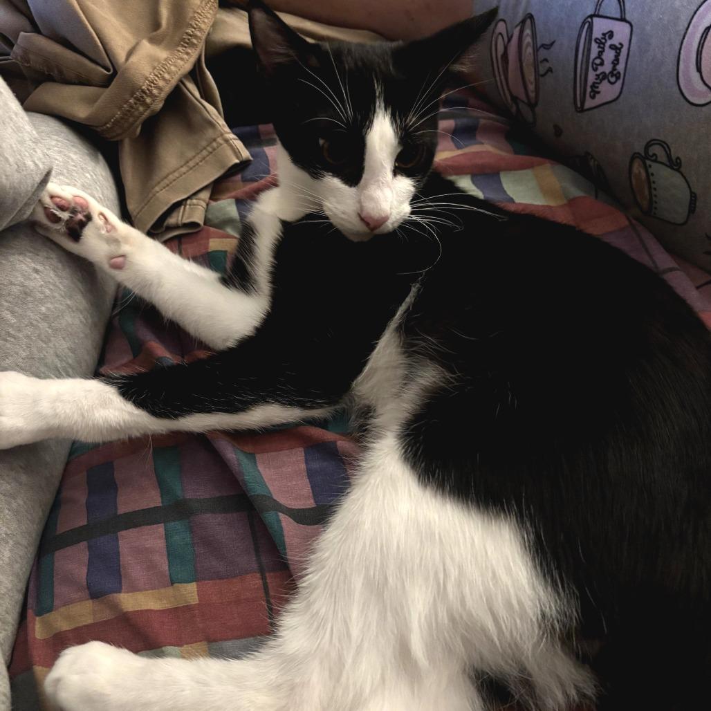 Enlarge Jasper, a Adoptable Domestic Short Hair in Long Beach, CA image 5/6