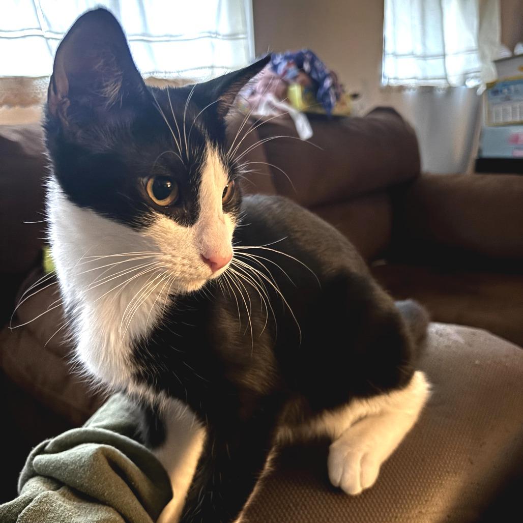 Enlarge Jasper, a Adoptable Domestic Short Hair in Long Beach, CA image 6/6