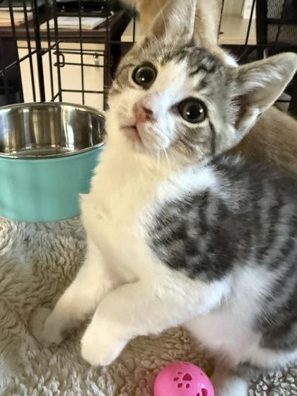 Enlarge Irving, a Adopted Domestic Short Hair in Cobourg, ON image 1/1