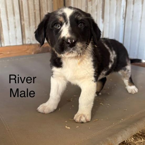River, Adoptable, Puppy Male Shepherd.