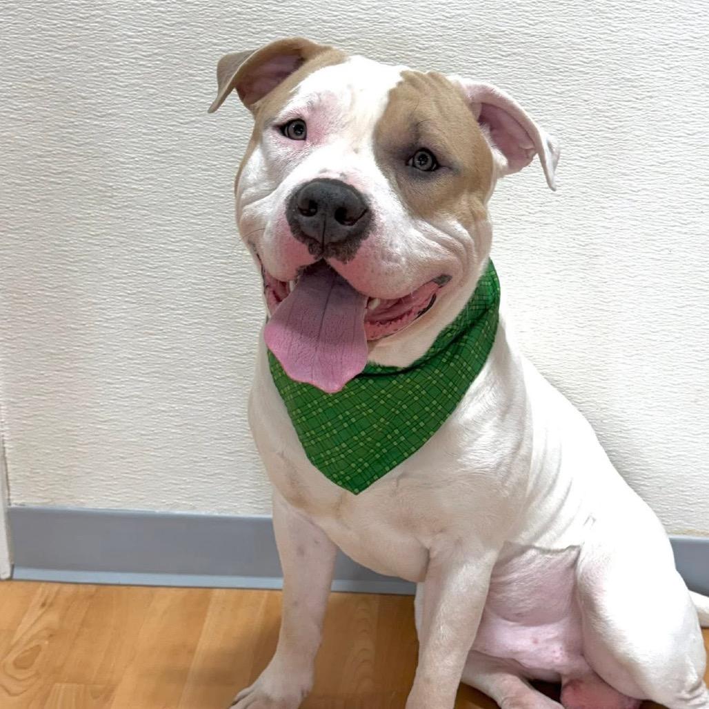 Gotti, Adoptable, Young Male Mixed Breed.