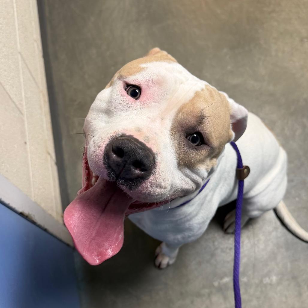 Enlarge Gotti, a Adoptable Mixed Breed in DeKalb, IL image 2/6