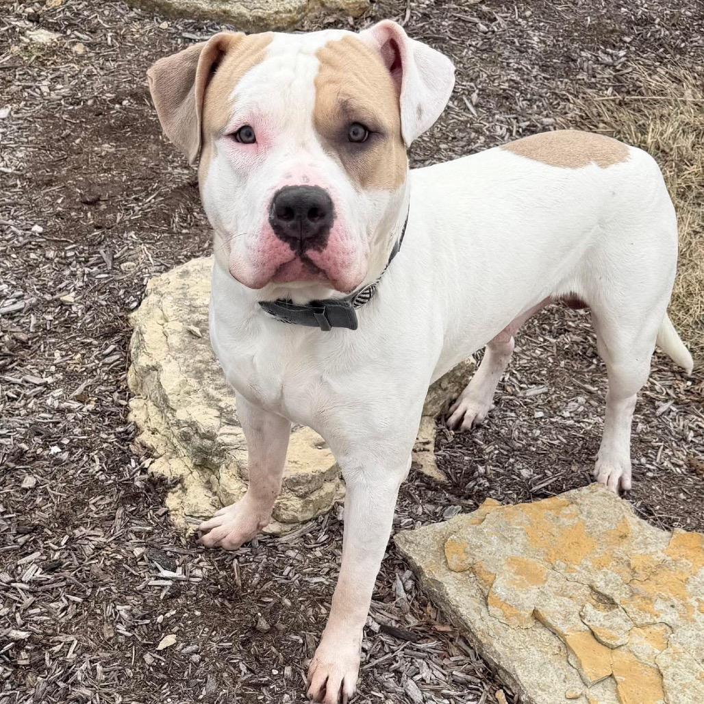 Enlarge Gotti, a Adoptable Mixed Breed in DeKalb, IL image 3/6