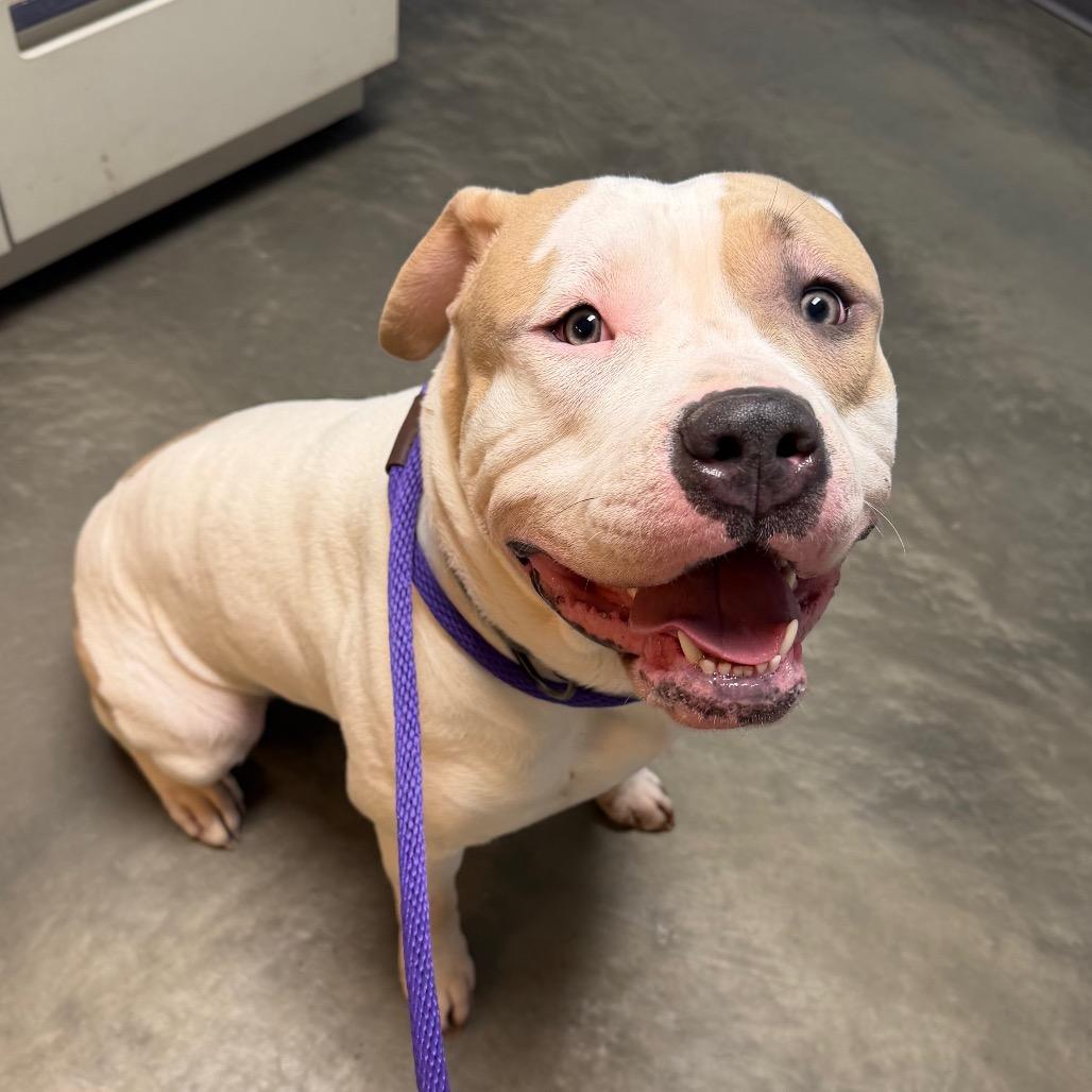 Enlarge Gotti, a Adoptable Mixed Breed in DeKalb, IL image 4/6