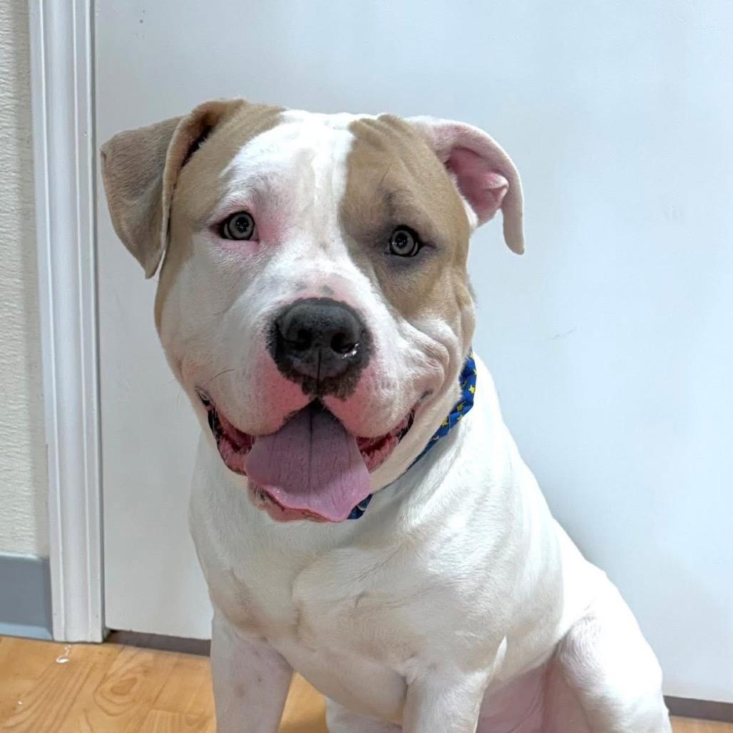 Enlarge Gotti, a Adoptable Mixed Breed in DeKalb, IL image 5/6