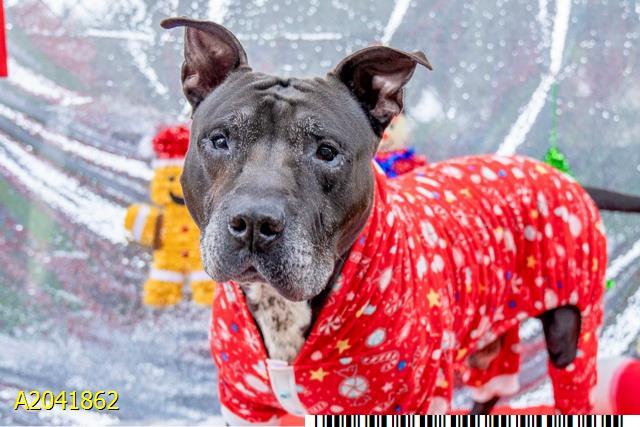 BEAR, Adoptable, Adult Male Mixed Breed & Mixed Breed.