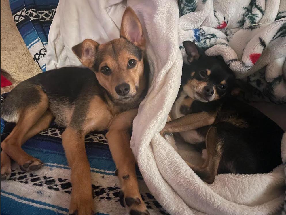 Smidget, Adoptable, Puppy Female Shepherd & Poodle.