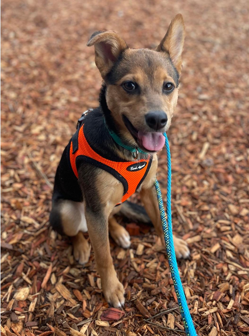 Smidget, Adoptable, Puppy Female Shepherd & Poodle.