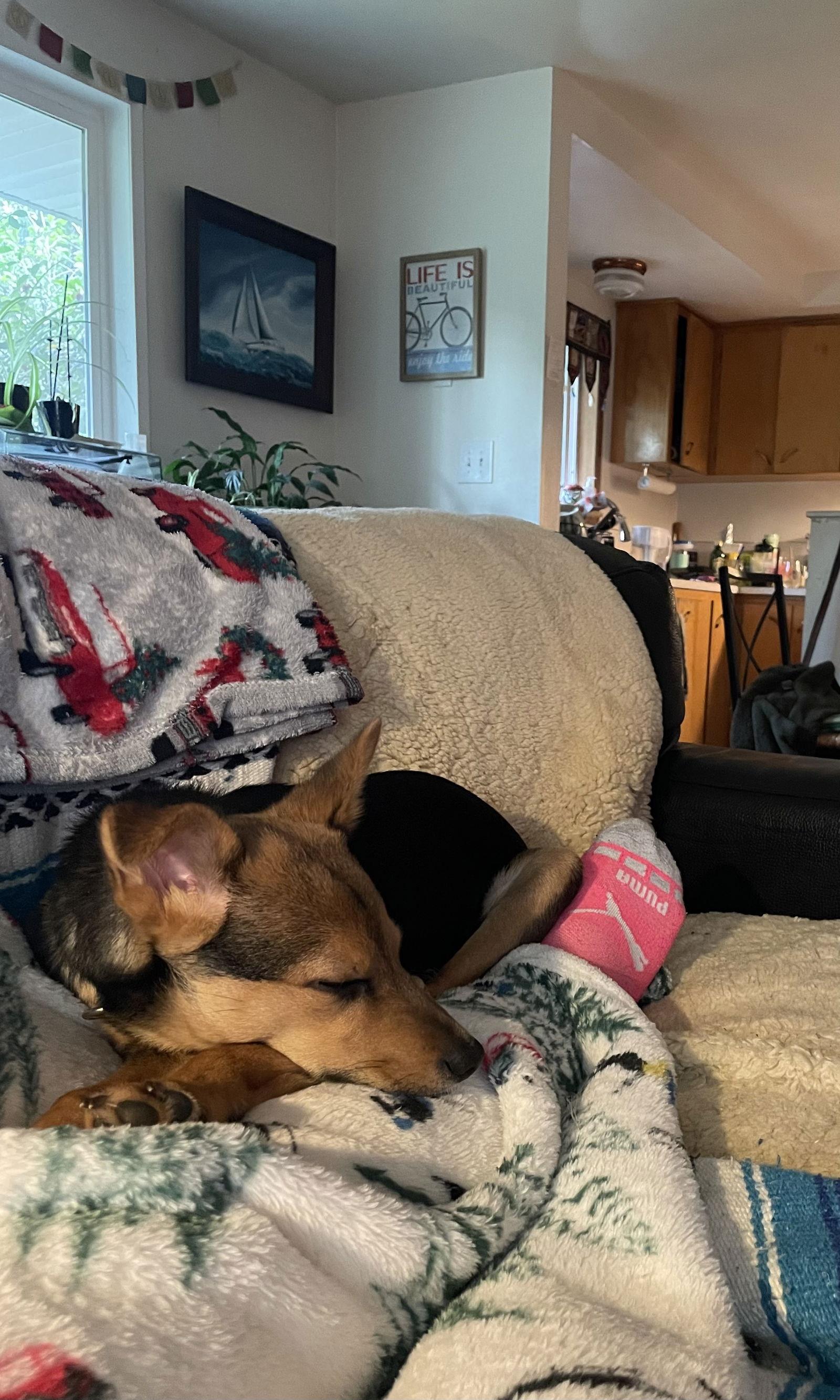 Smidget, a Adoptable mixed breed in Bothell, WA image 2/3