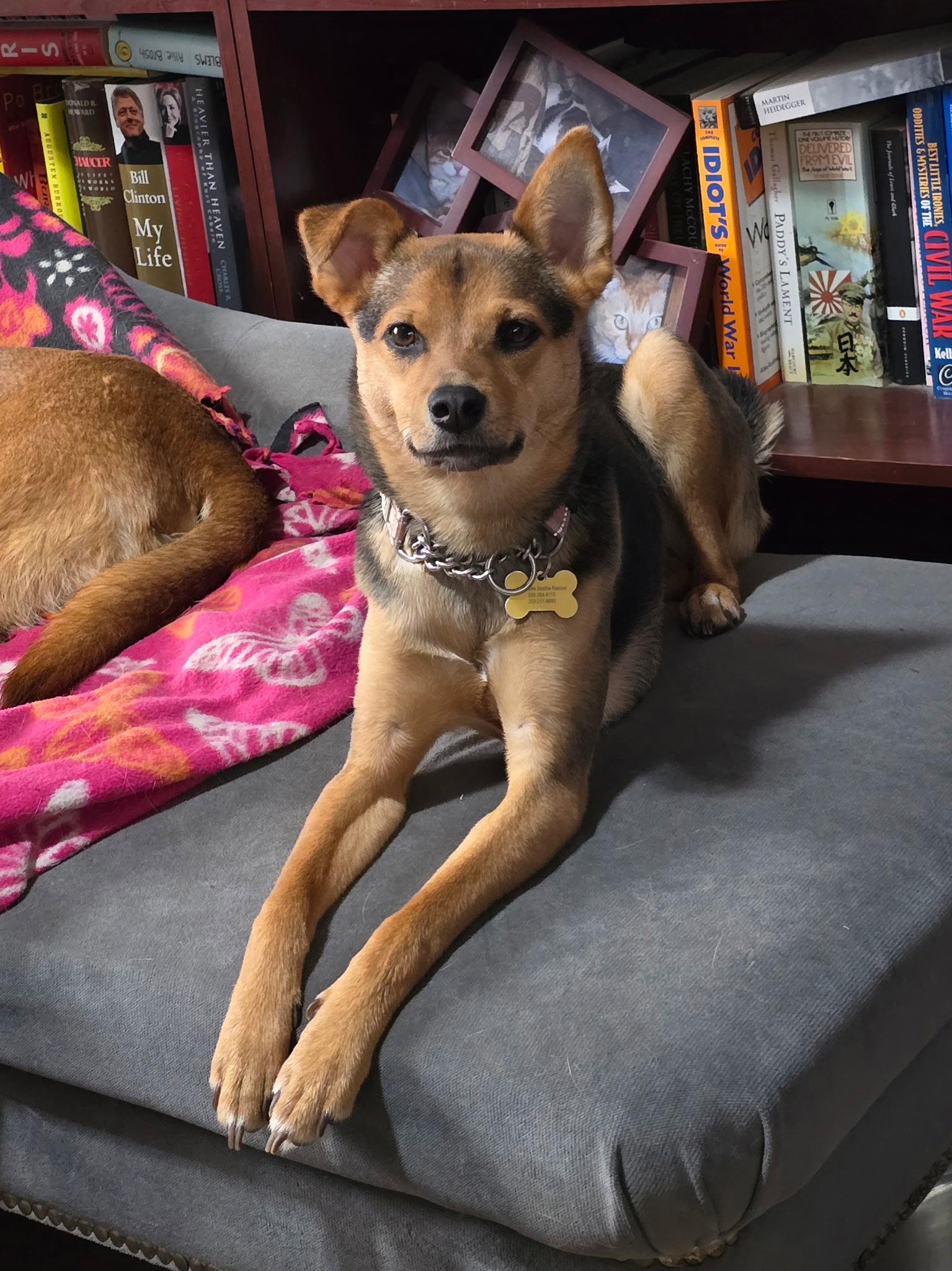 Smidget, Adoptable, Puppy Female Shepherd & Poodle.