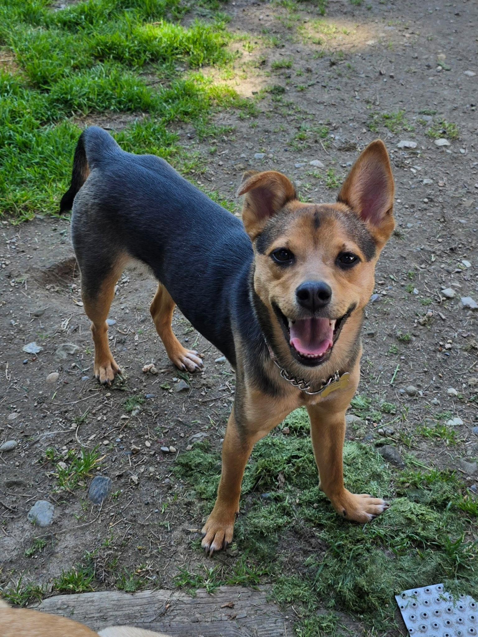 Enlarge Smidget, a Adoptable mixed breed in Bothell, WA image 2/3