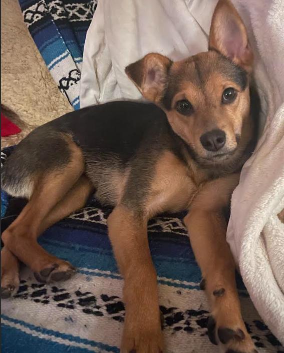 Enlarge Smidget, a Adoptable mixed breed in Bothell, WA image 3/3