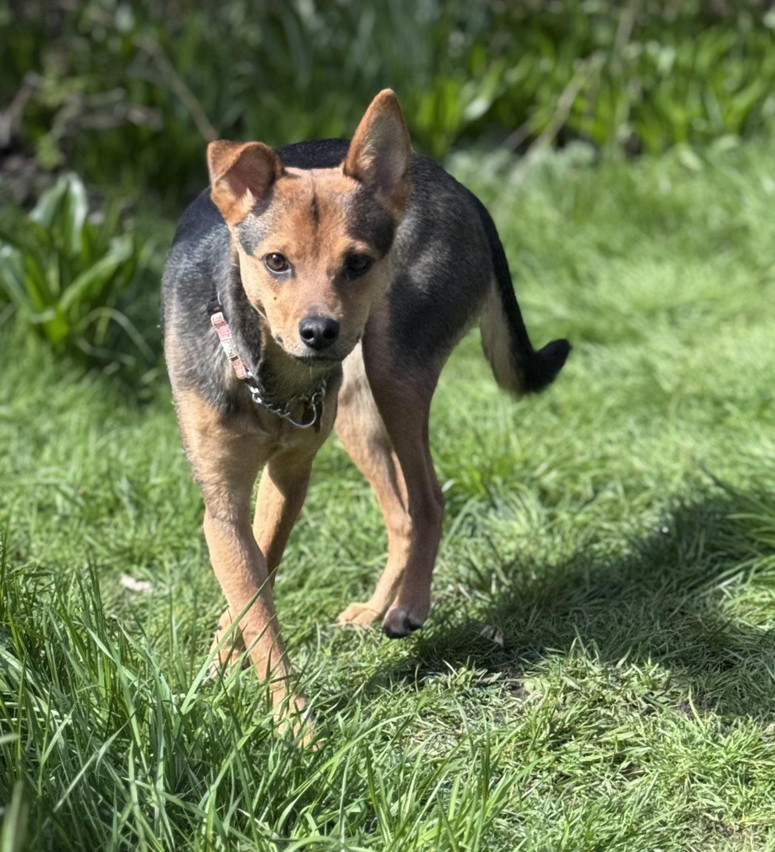 Enlarge Smidget, a Adoptable mixed breed in Bothell, WA image 3/3