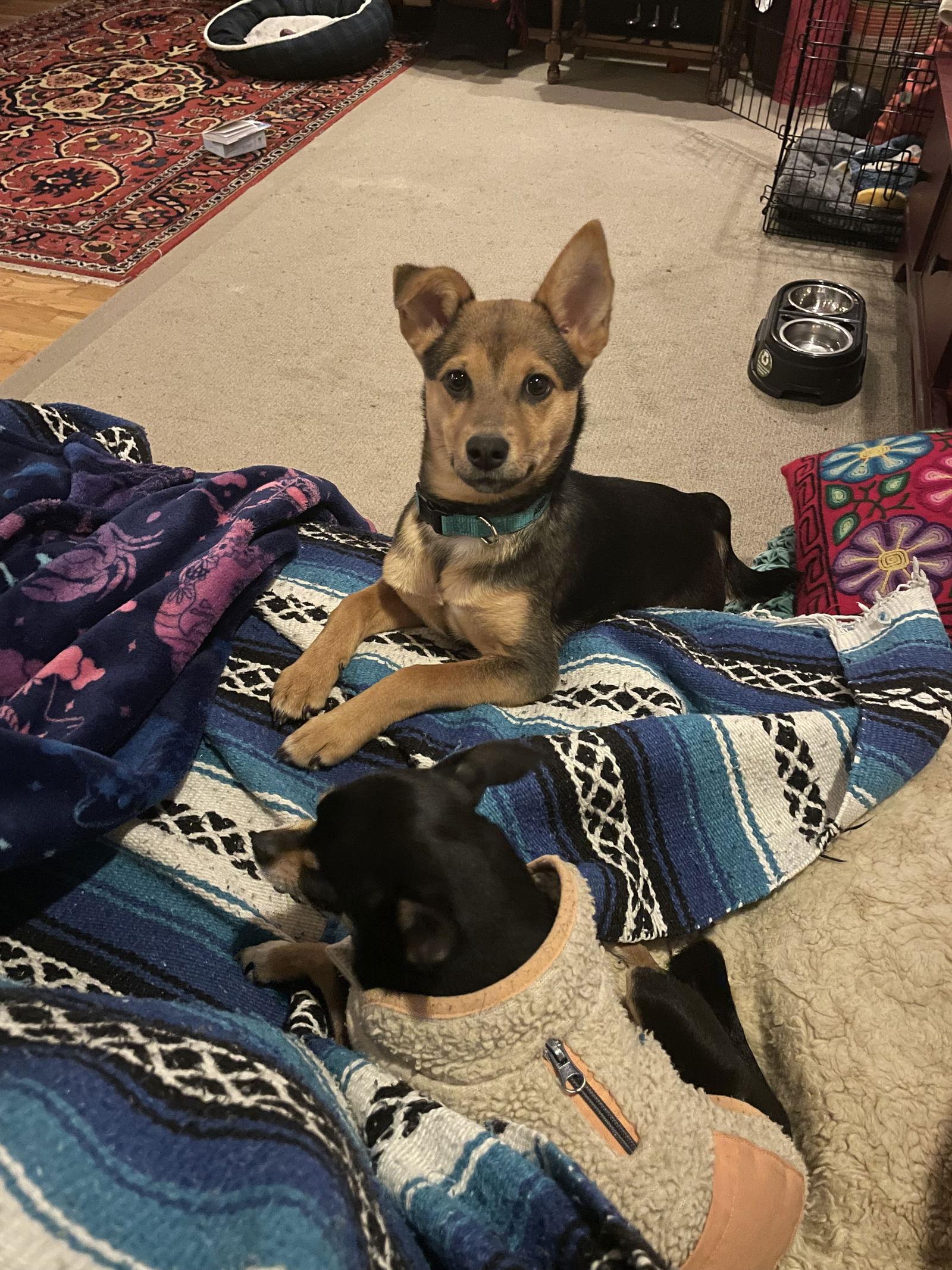 Smidget, a Adoptable mixed breed in Bothell, WA image 3/3