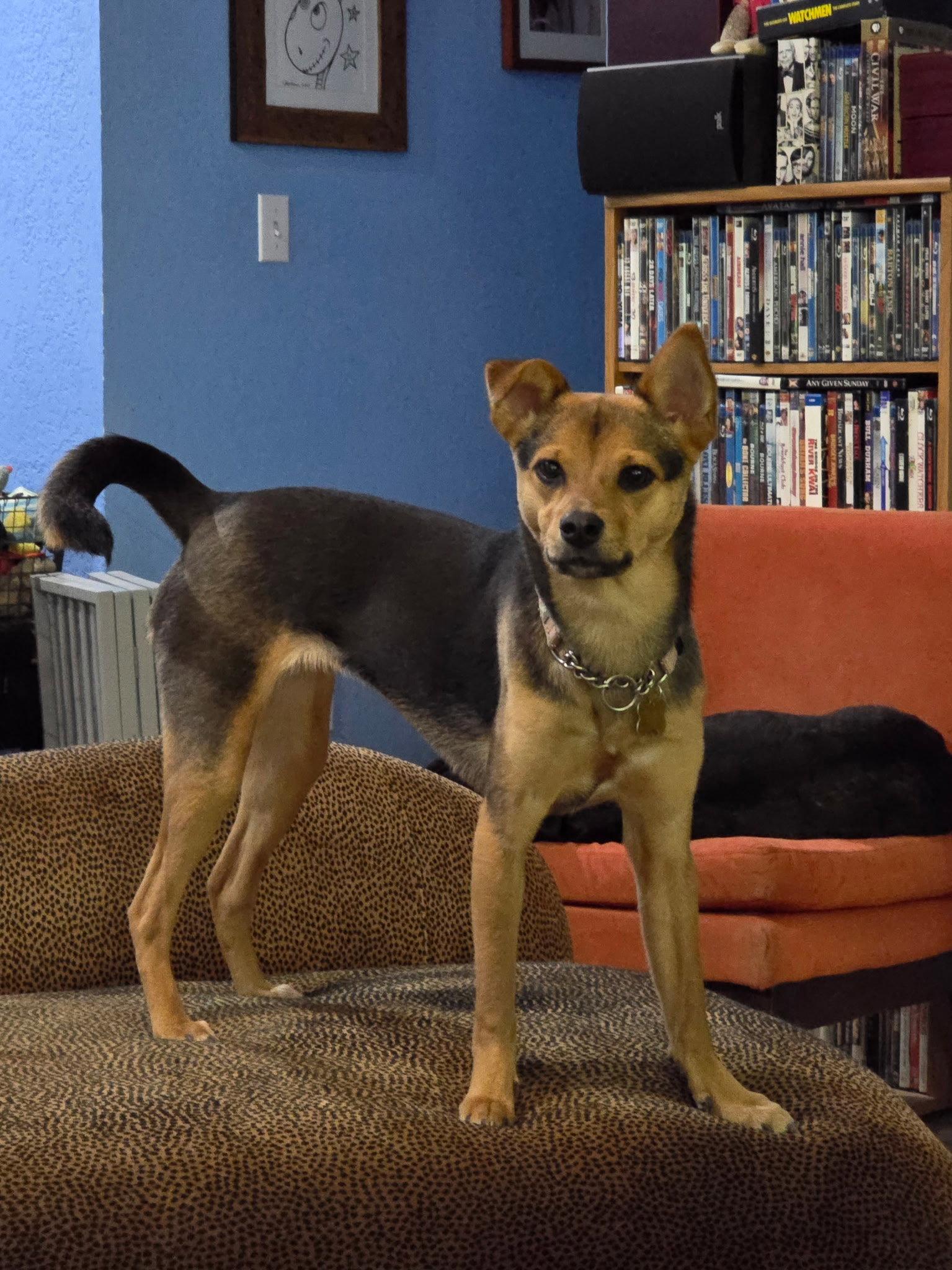 Enlarge Smidget, a Adoptable mixed breed in Bothell, WA image 3/3