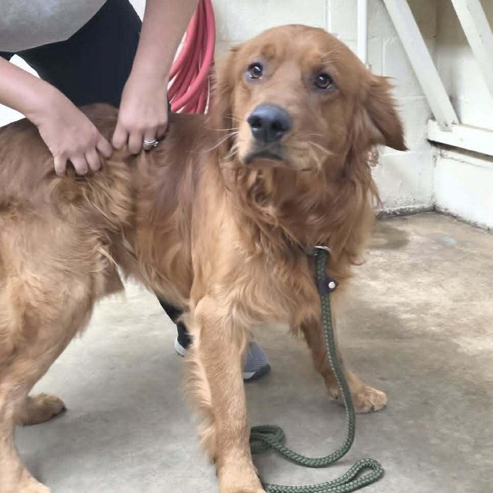 Biz Markie, adopted, Young Male Golden Retriever.