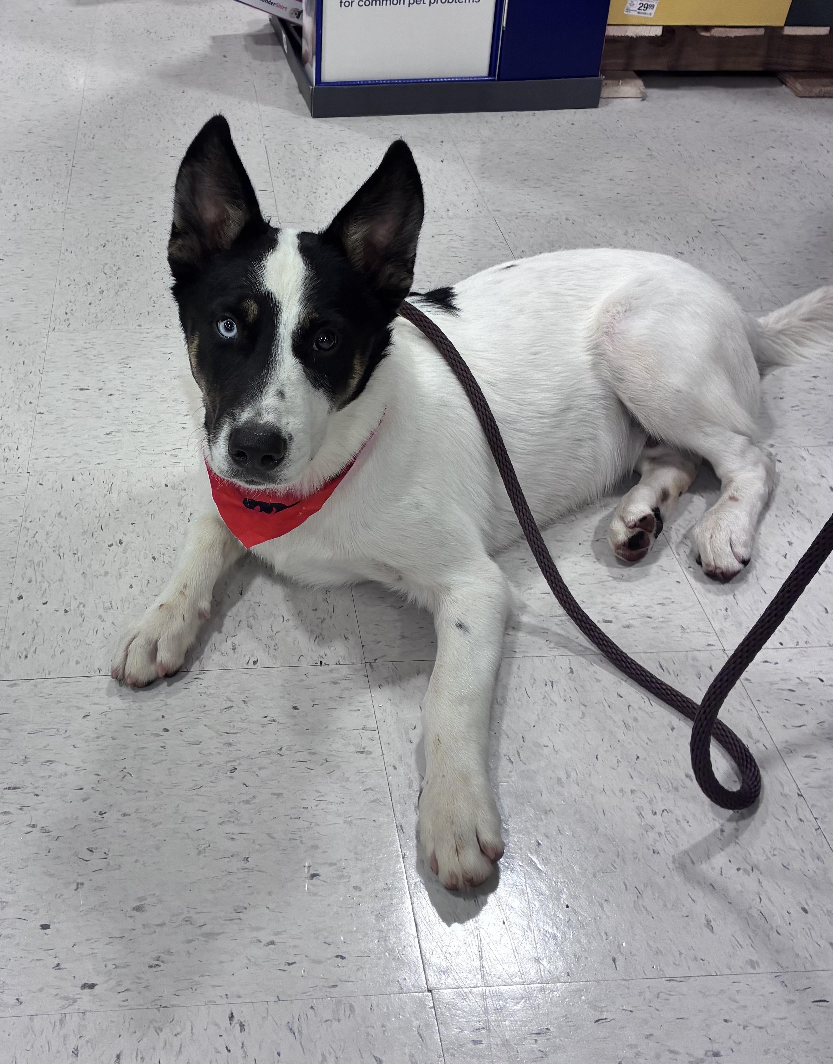 Milo, Adoptable, Young Male Husky.