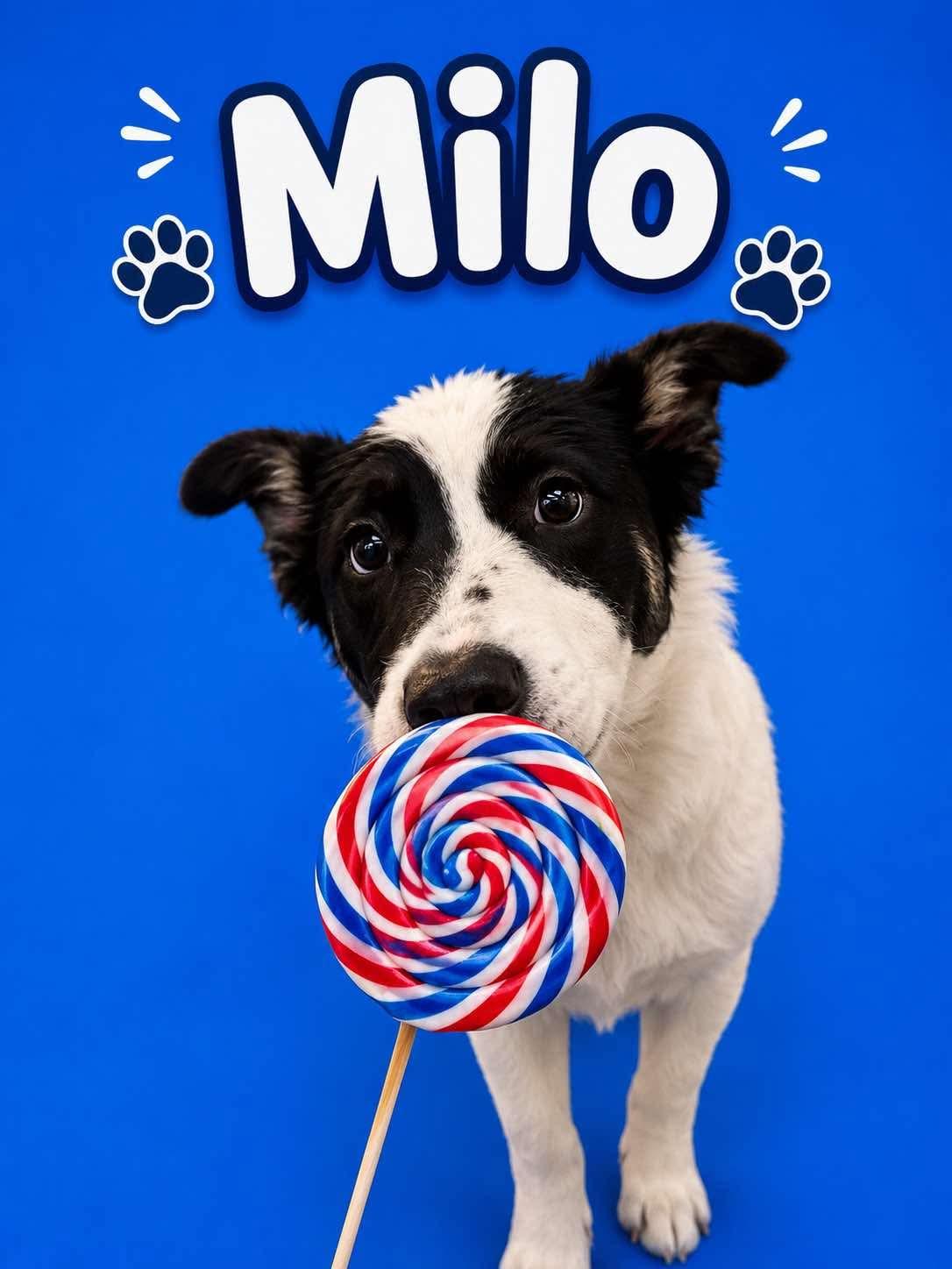 Enlarge Milo, a Adoptable mixed breed in Mt Laurel Township, NJ image 6/6