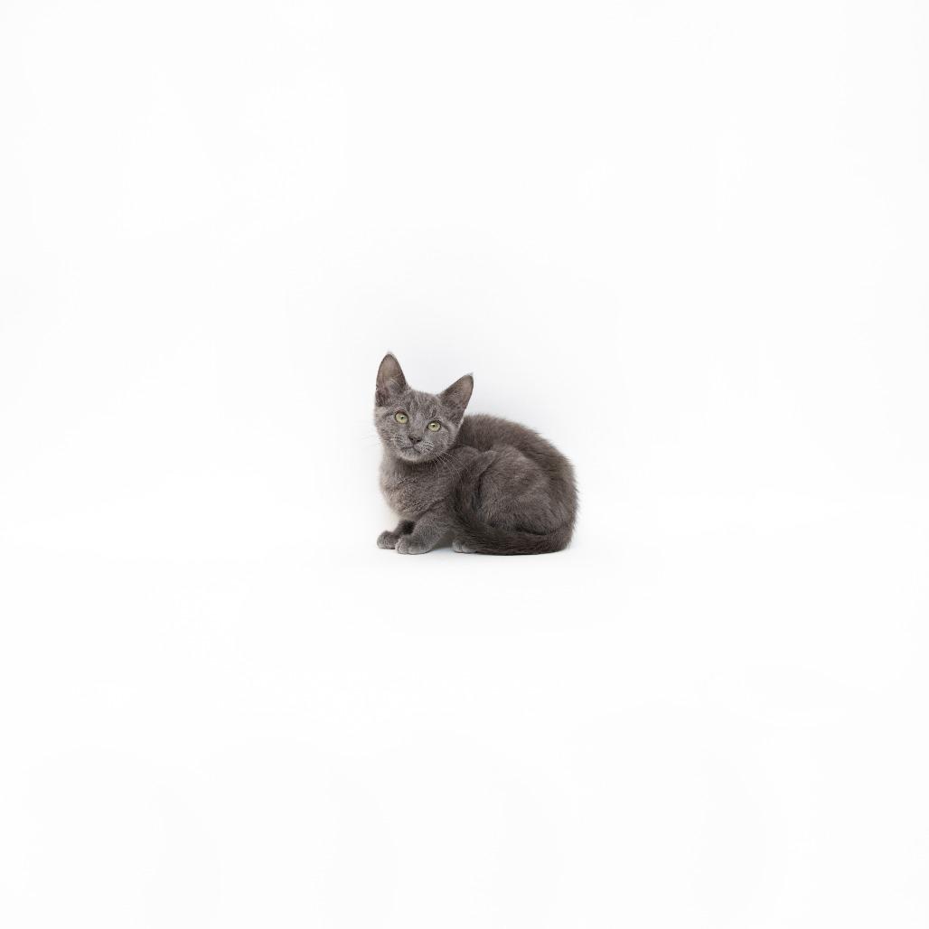 Enlarge Logan, a Adoptable Domestic Short Hair in Playa Vista, CA image 1/1
