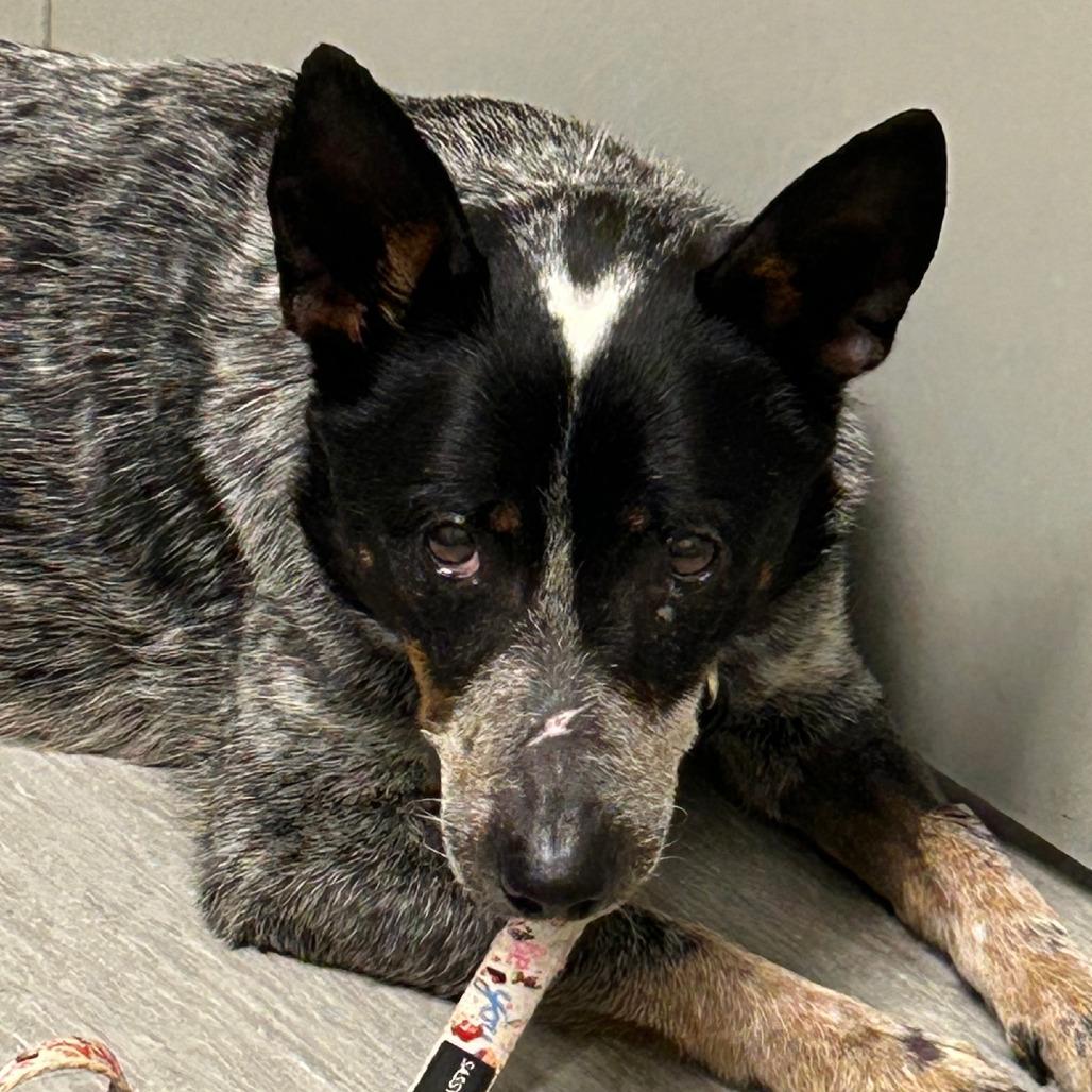Lovie Dovie, a Adoptable mixed breed in Columbia Station, OH image 1/6