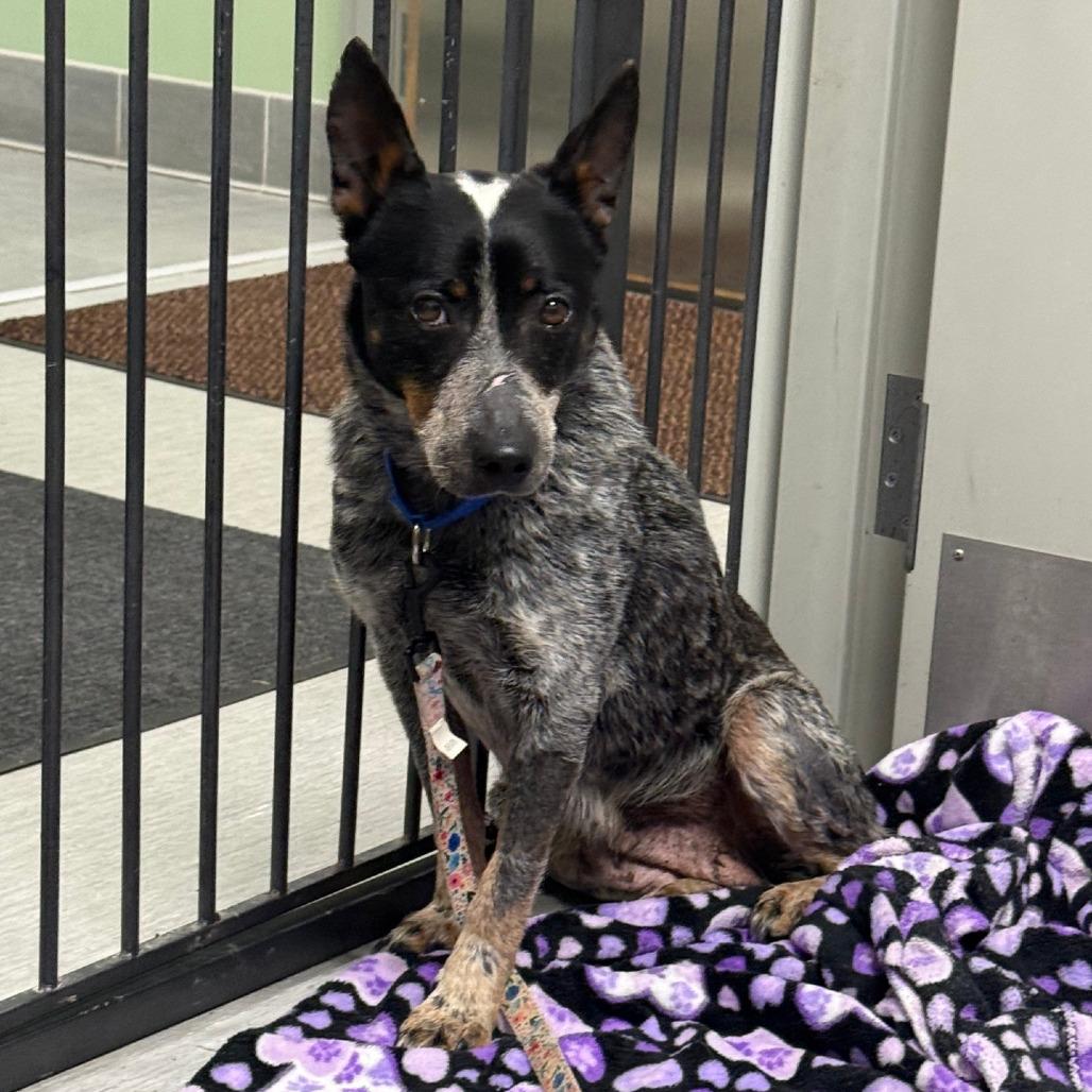 Lovie Dovie, a Adoptable mixed breed in Columbia Station, OH image 2/6