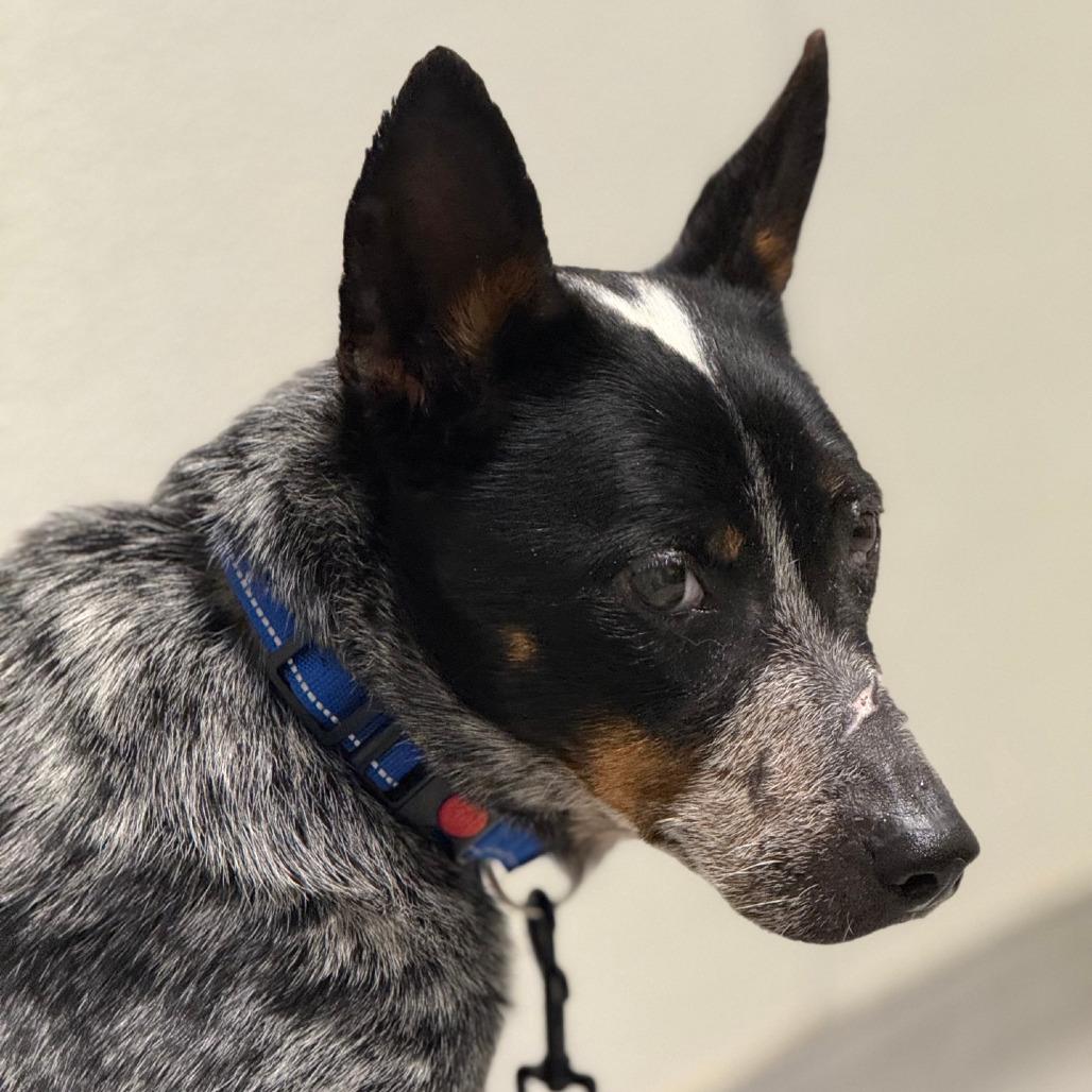 Lovie Dovie, a Adoptable mixed breed in Columbia Station, OH image 3/6