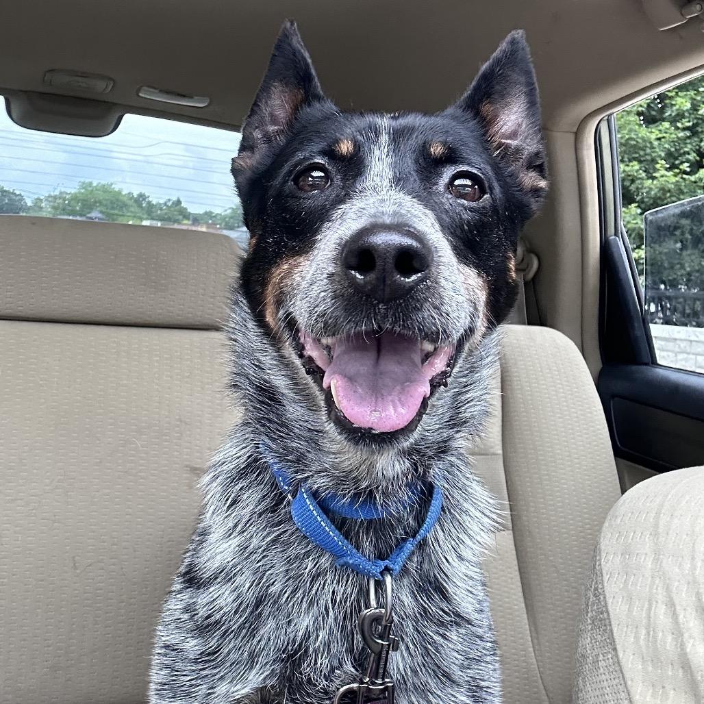 Enlarge Lovie Dovie, a Adoptable mixed breed in Columbia Station, OH image 3/5