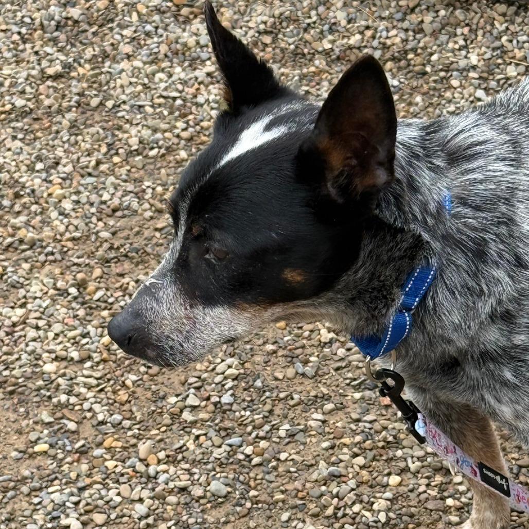 Lovie Dovie, a Adoptable mixed breed in Columbia Station, OH image 4/6