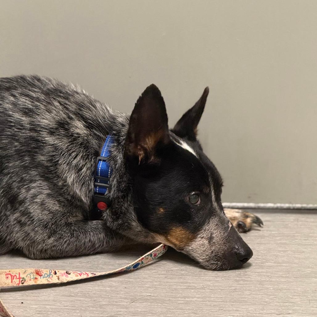 Lovie Dovie, a Adoptable mixed breed in Columbia Station, OH image 5/6