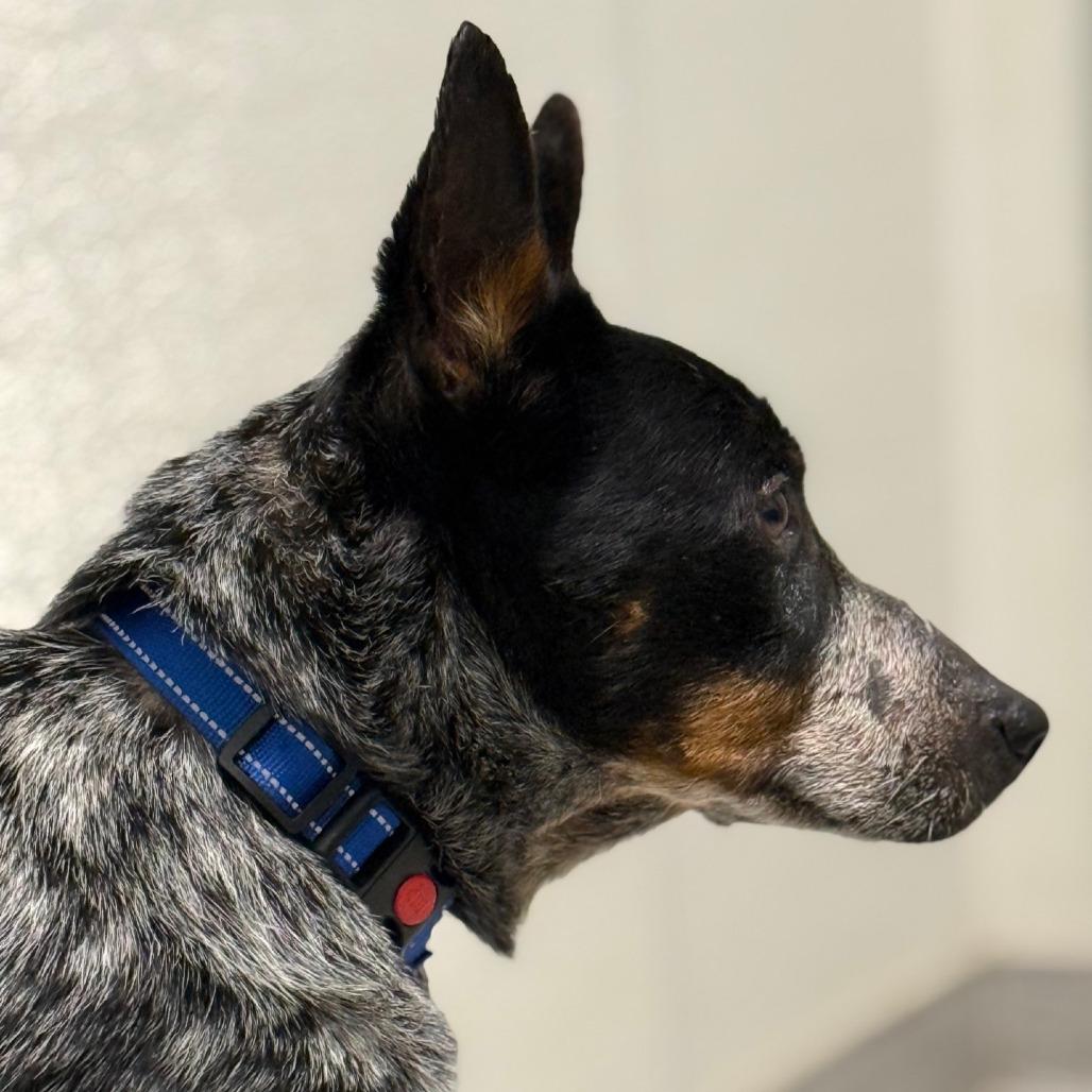 Lovie Dovie, a Adoptable mixed breed in Columbia Station, OH image 6/6