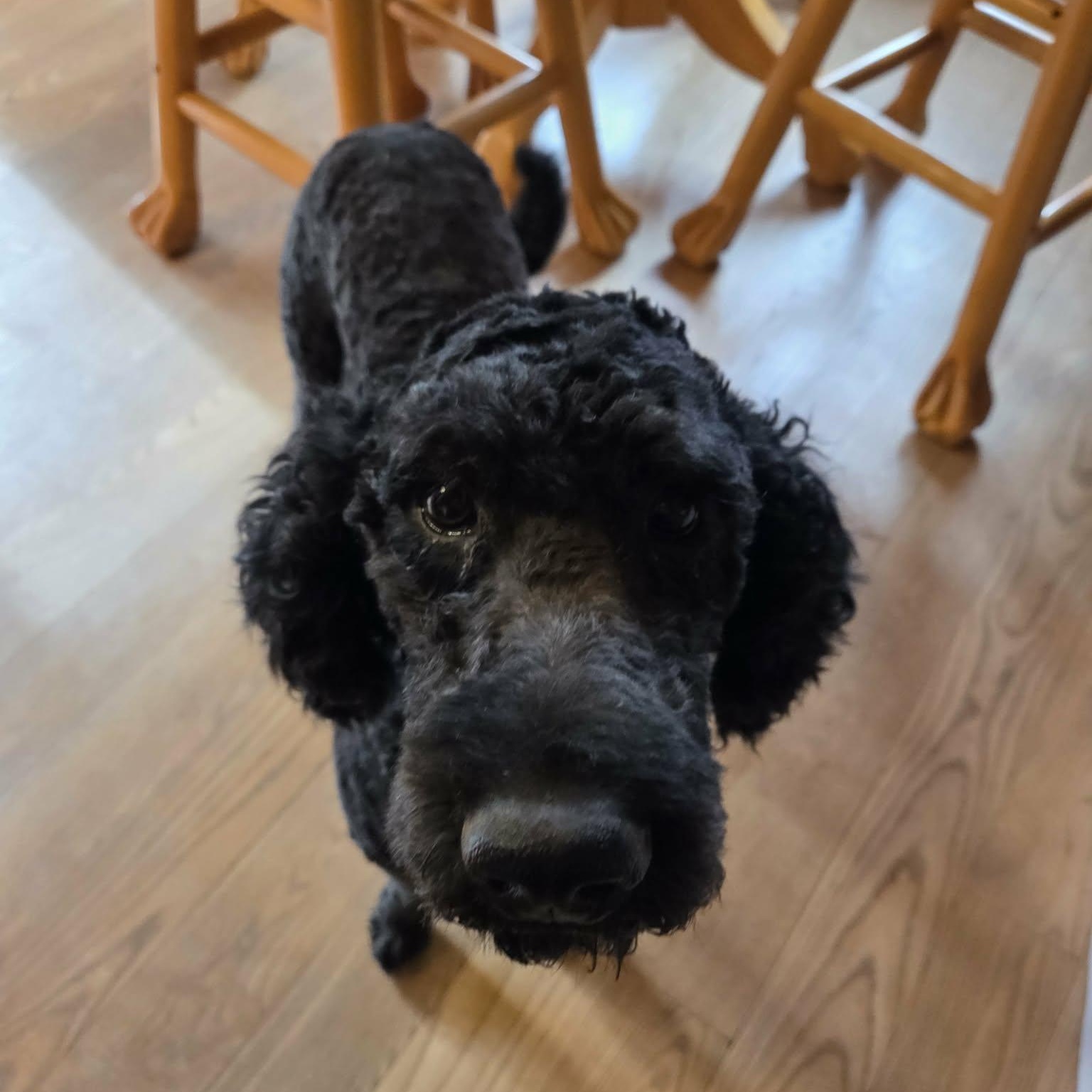 Enlarge Sam, a Adoptable Standard Poodle in Lancaster, KY image 3/6
