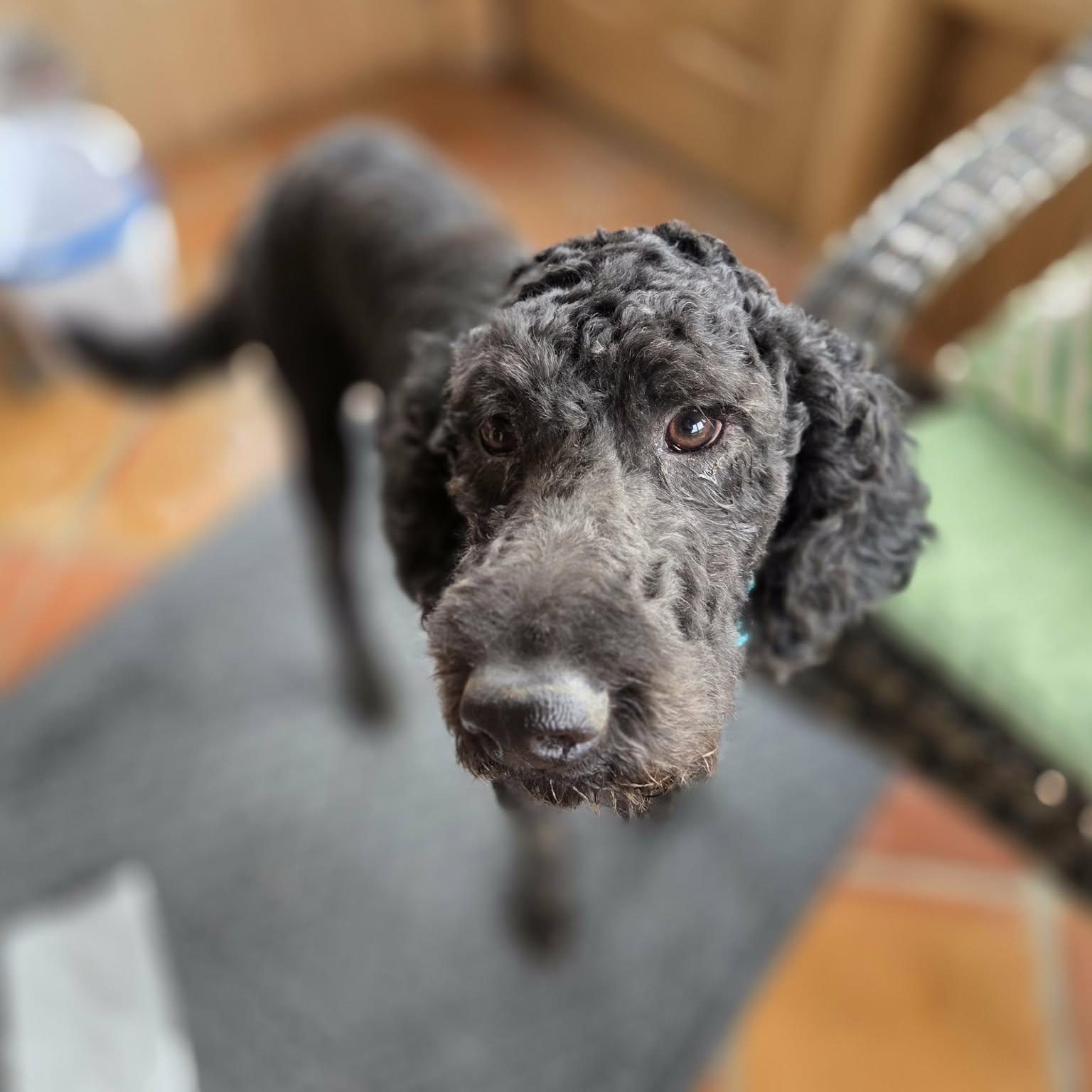 Enlarge Sam, a Adoptable Standard Poodle in Lancaster, KY image 5/6