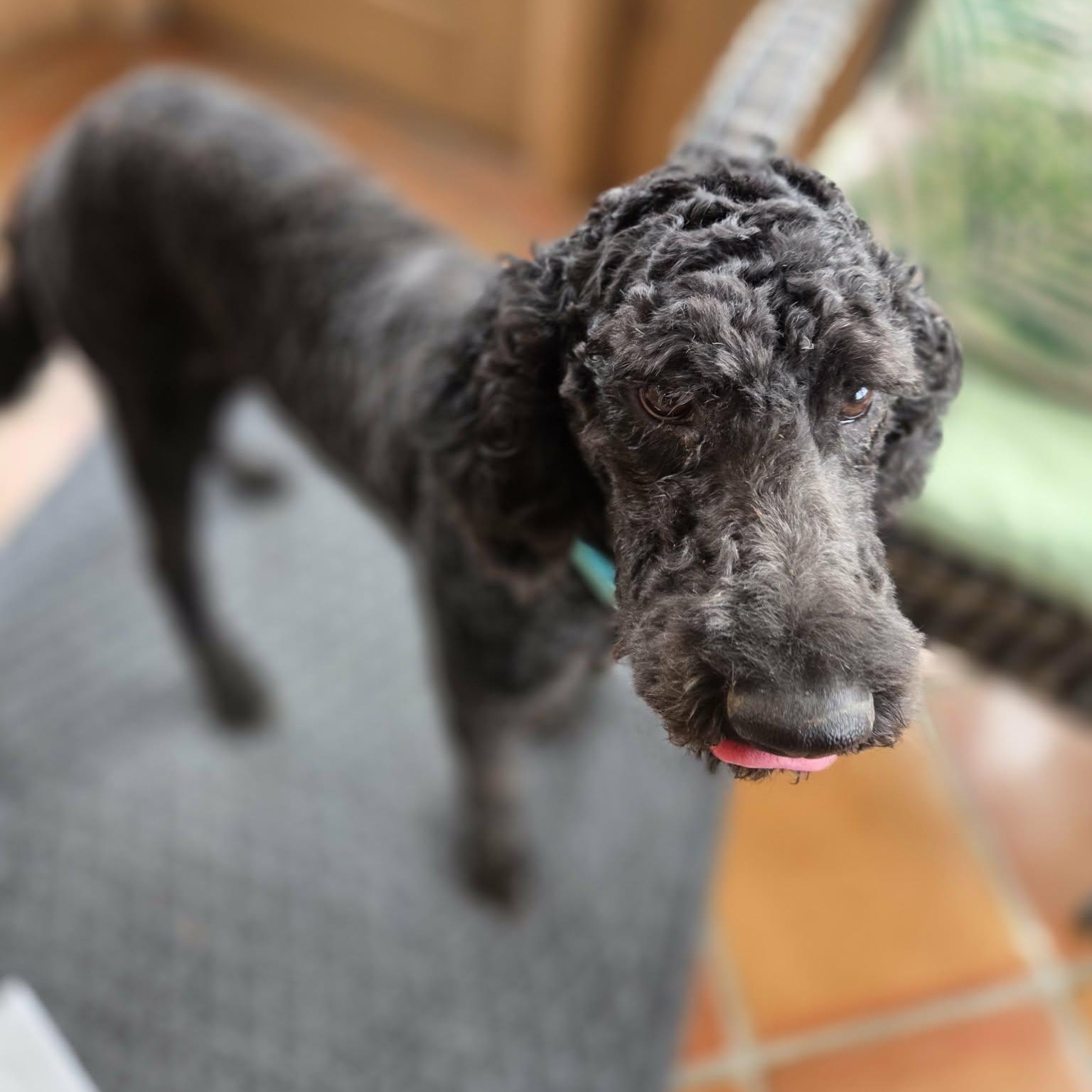 Enlarge Sam, a Adoptable Standard Poodle in Lancaster, KY image 6/6